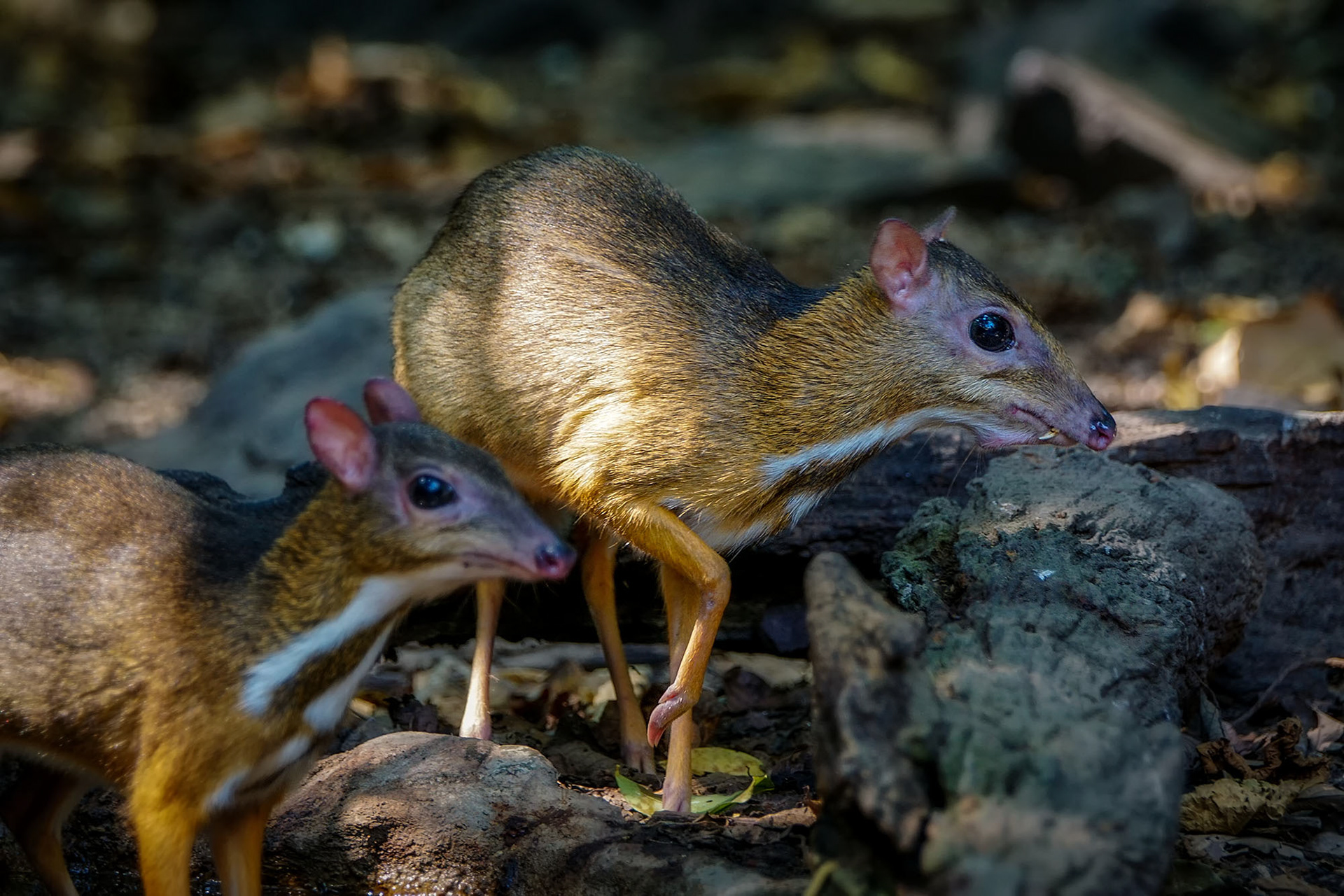 male & female