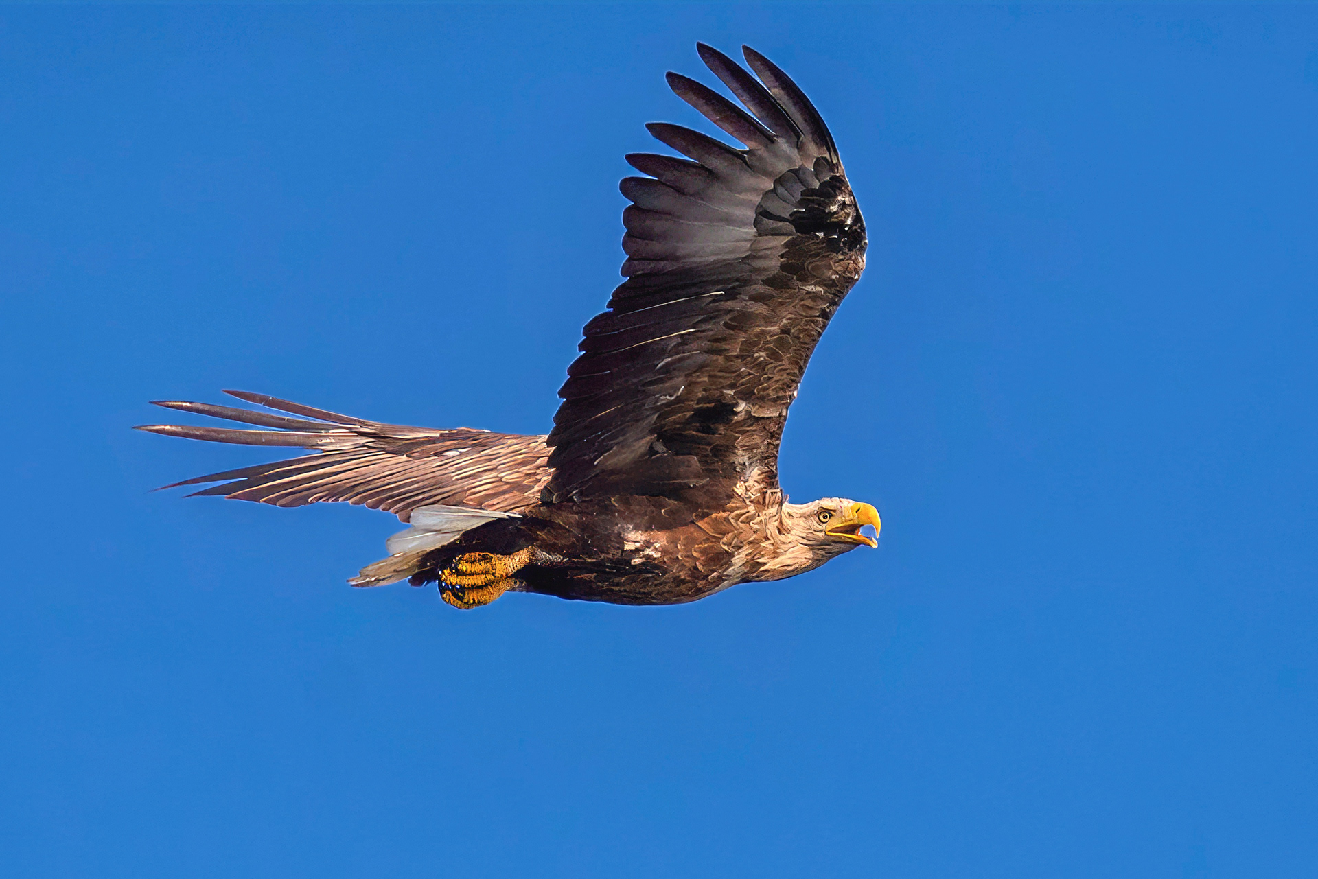 Seeadler