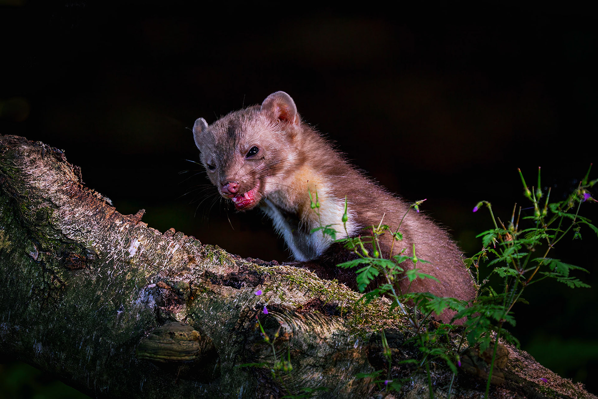 Baummarder