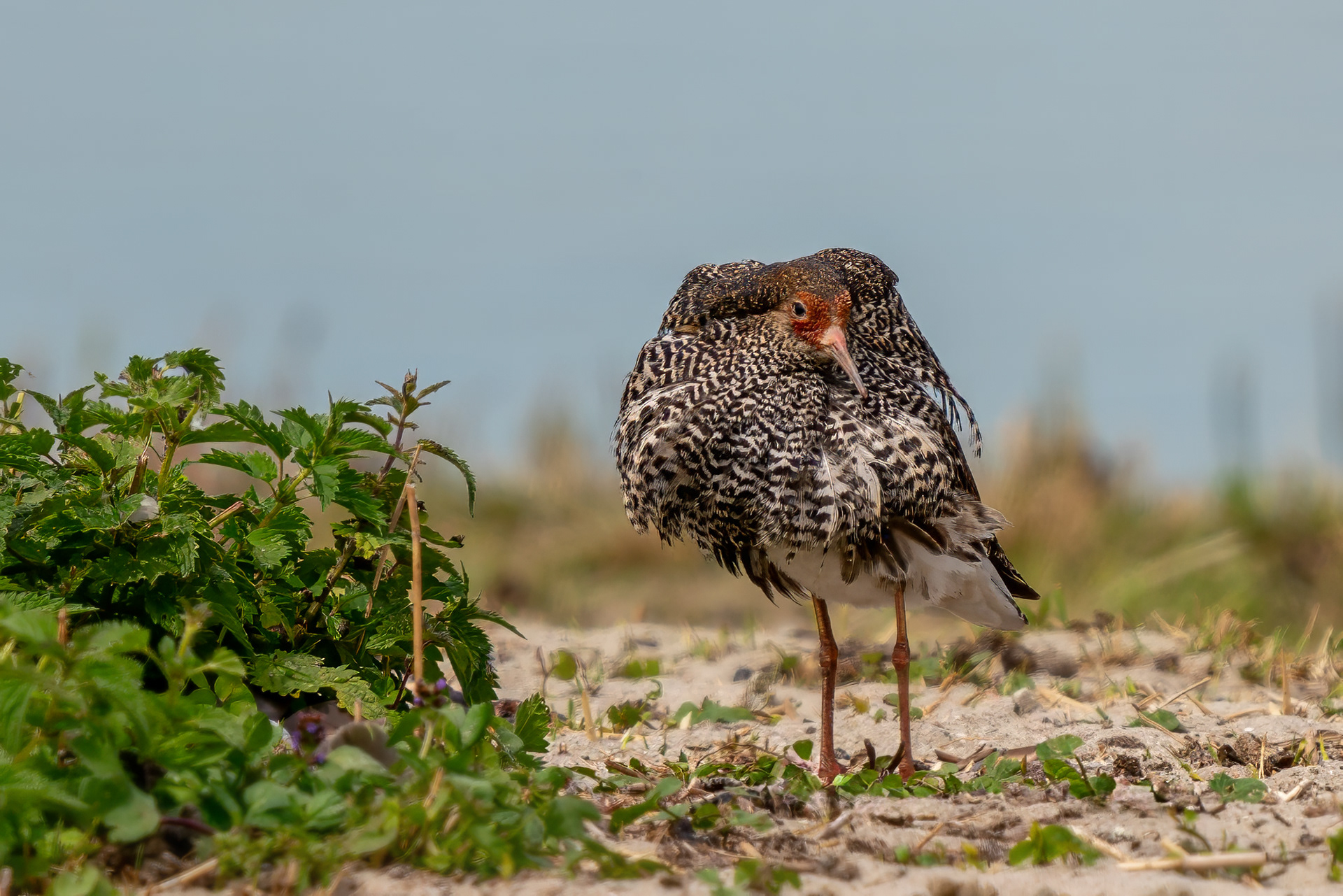 Kampfläufer, Brutkleid