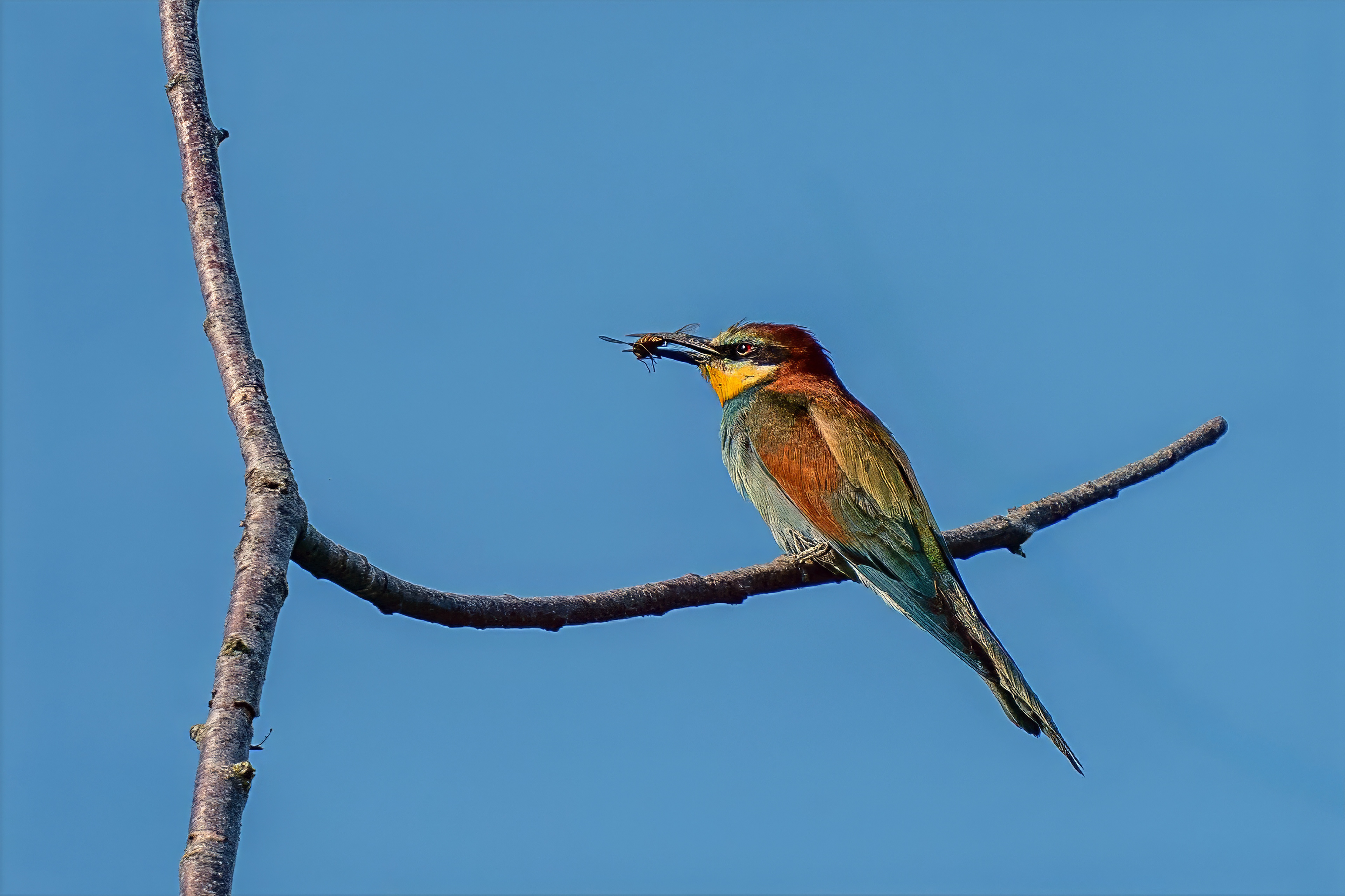 Bienenfresser