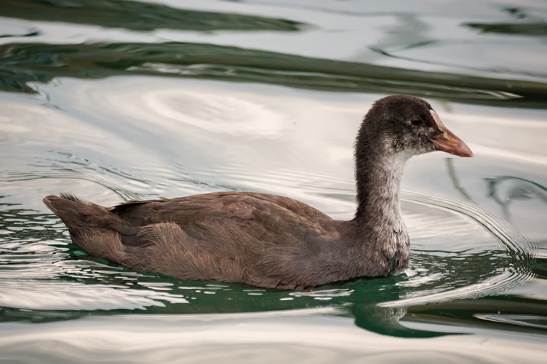 Blässhuhn, oder auch Blässralle Juvenile