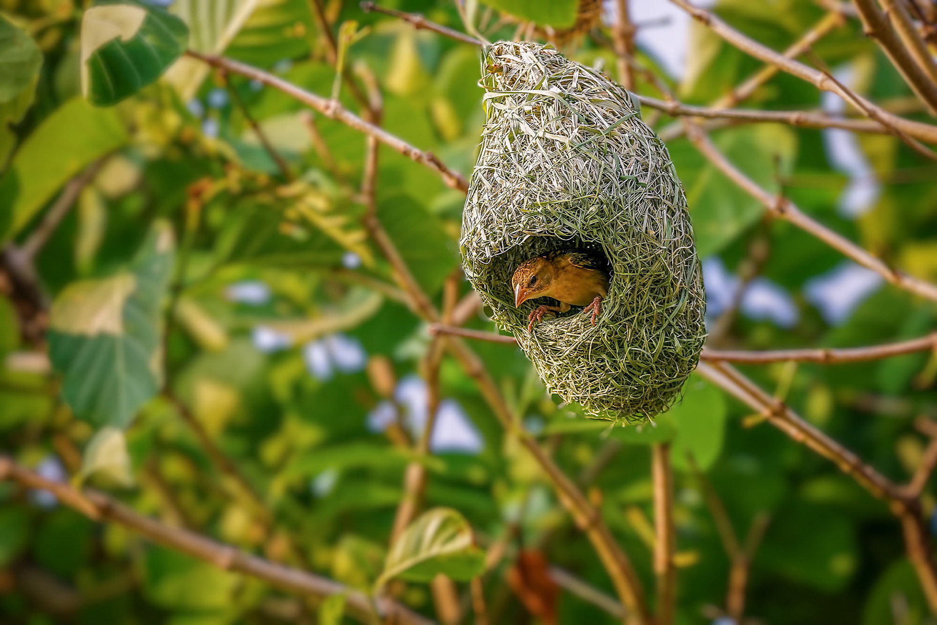 Ein Weibchen inspiziert das Nest