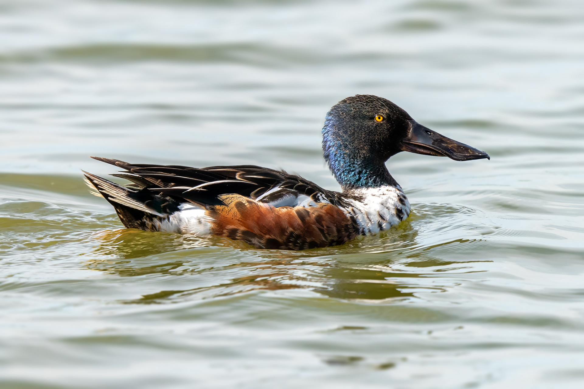 Löffelente, male