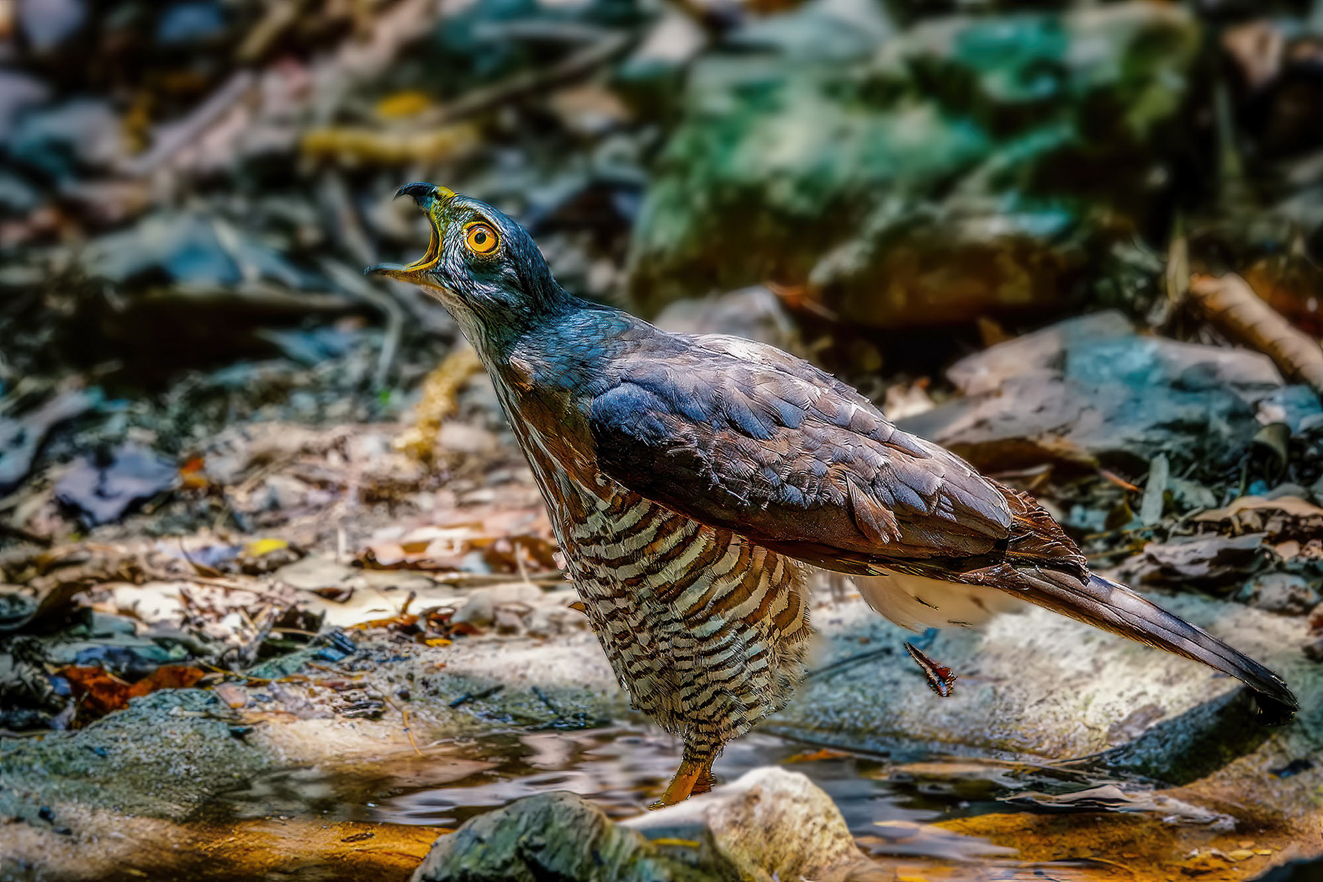 Schopfhabicht / Crested Goshawk