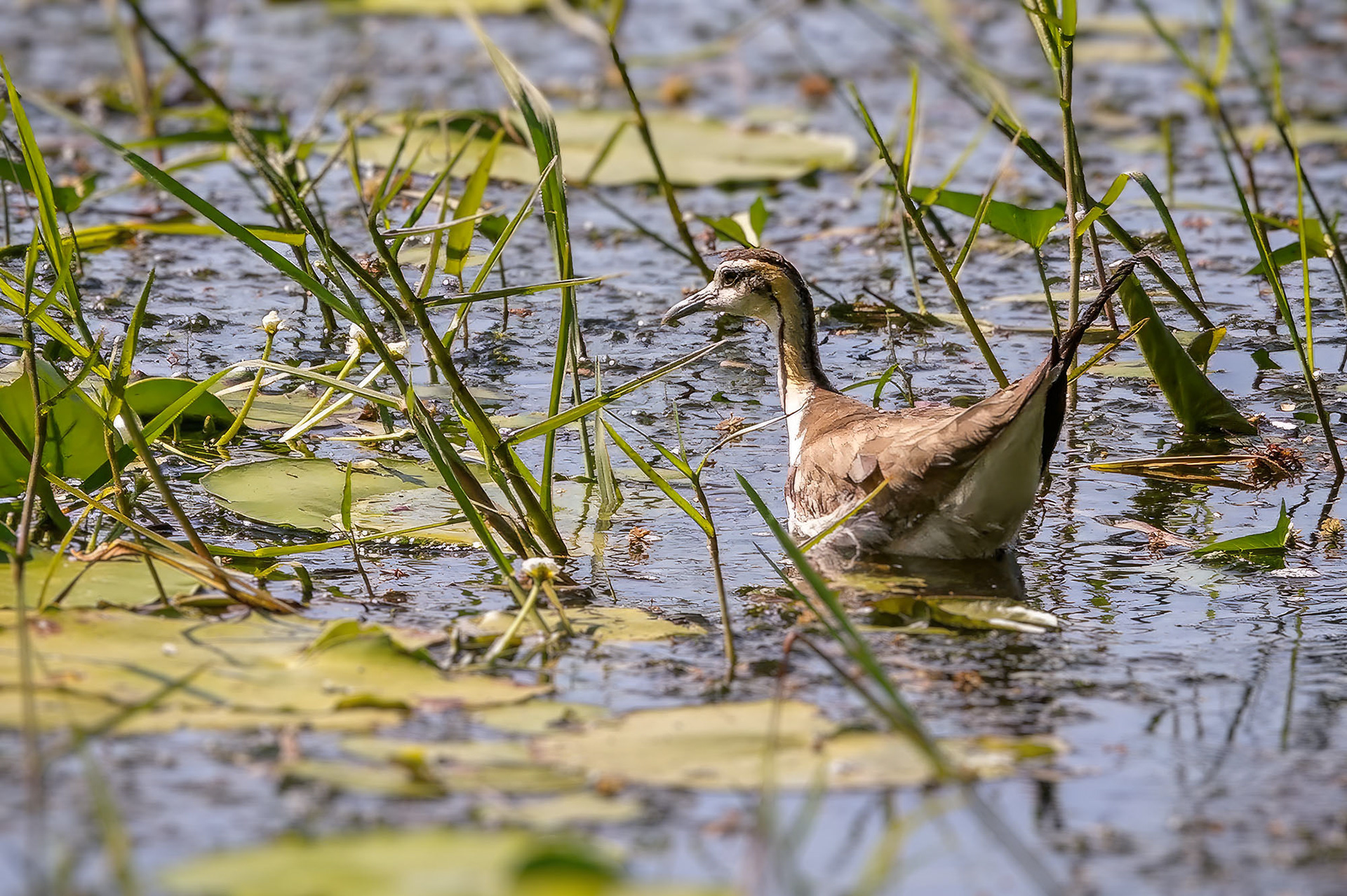 Fasanblatthühnchen (Schlichtkleid) / pheasant-tailed jacana