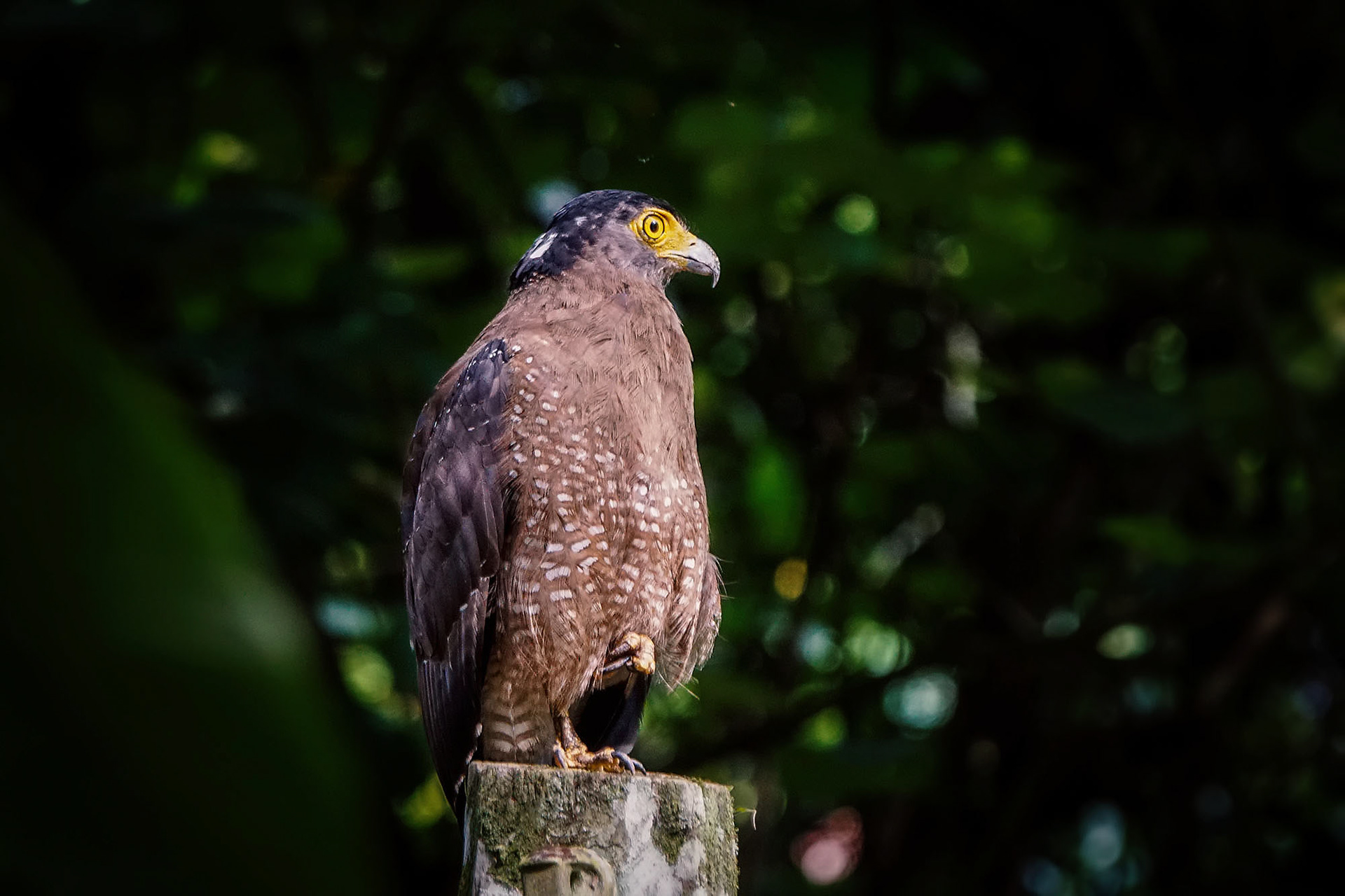 Schlangenweihe / Crested Serpent-eagle