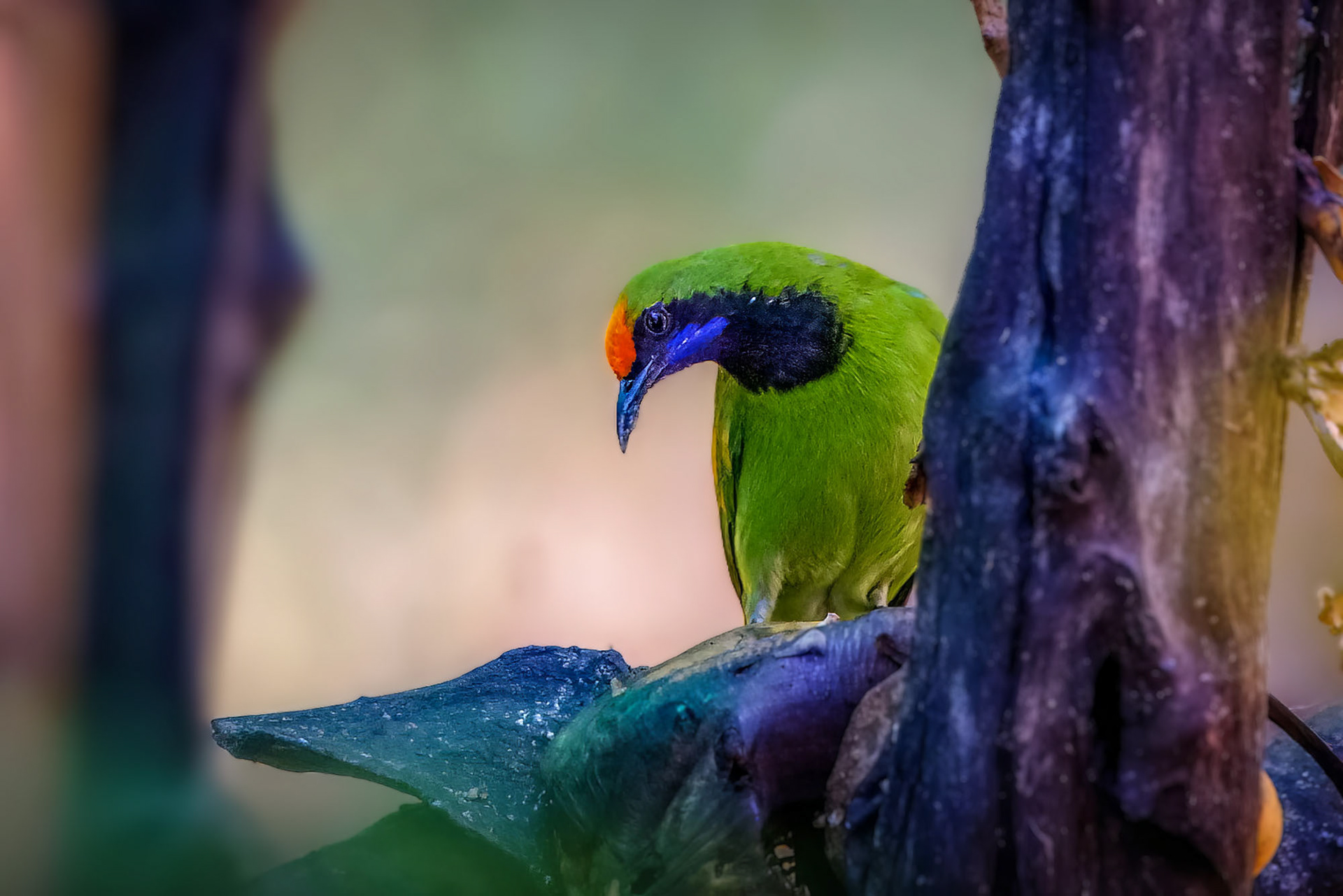 Goldstirn-Blattvogel / golden-fronted leafbird