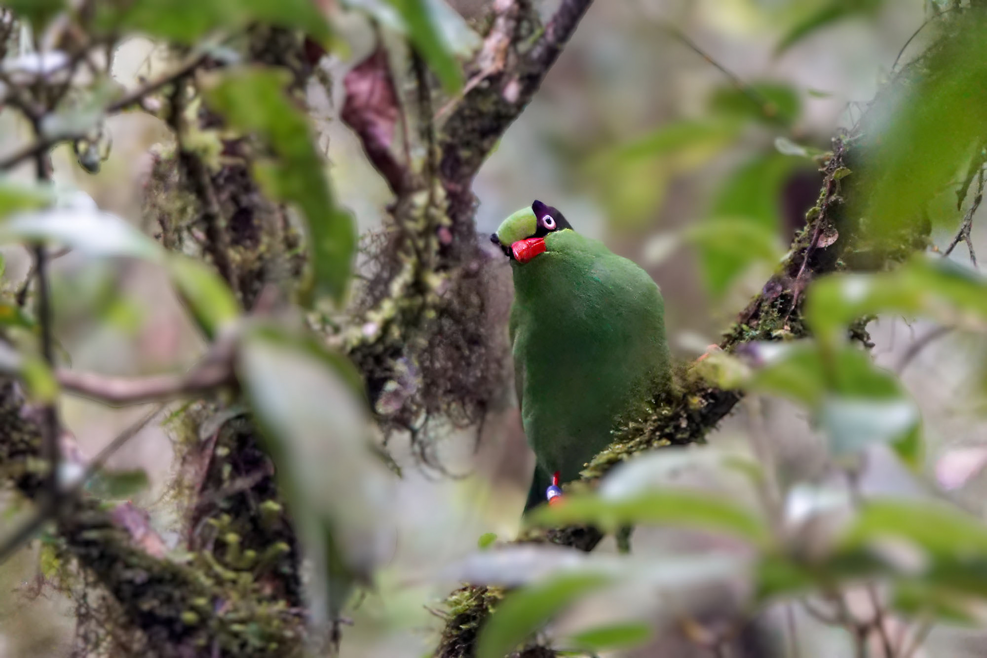Kinabaluelster / Bornean green magpie