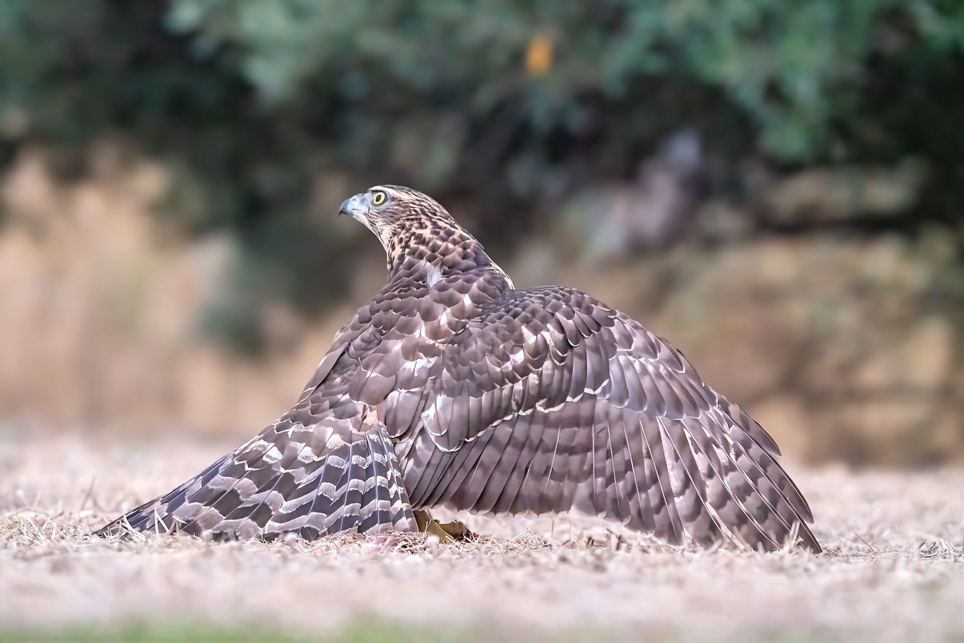 Habicht, juvenile. Nervös wacht er über seine Beute durch lautes Rufen und Manteln