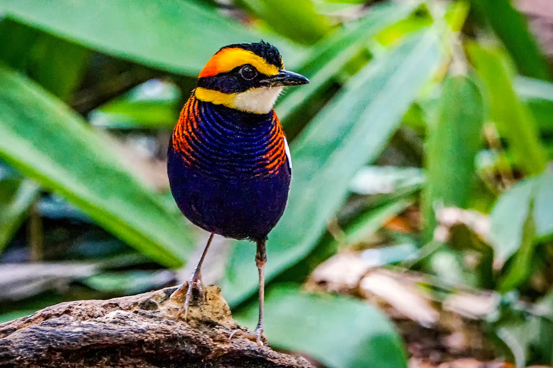 male