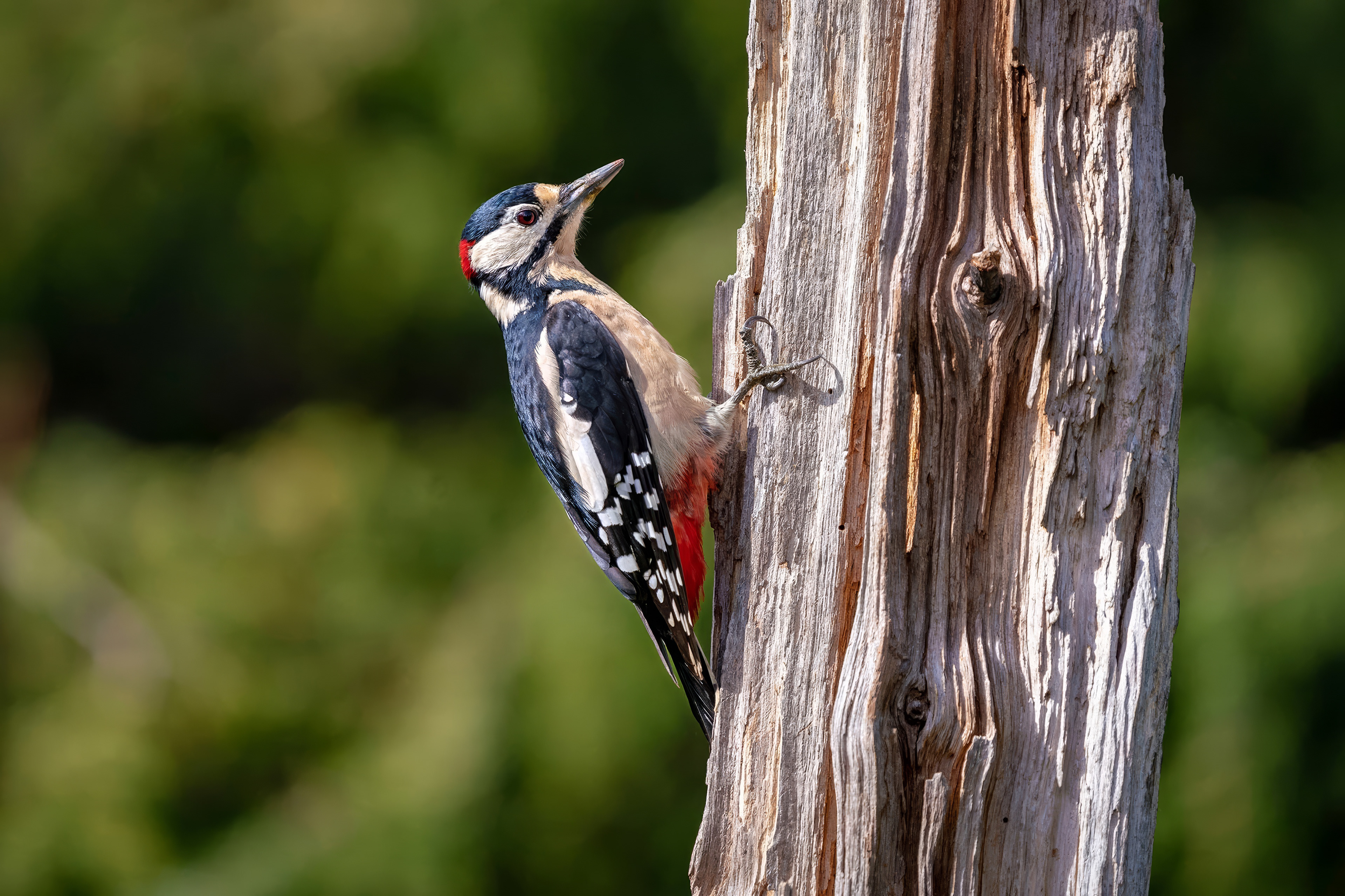 male