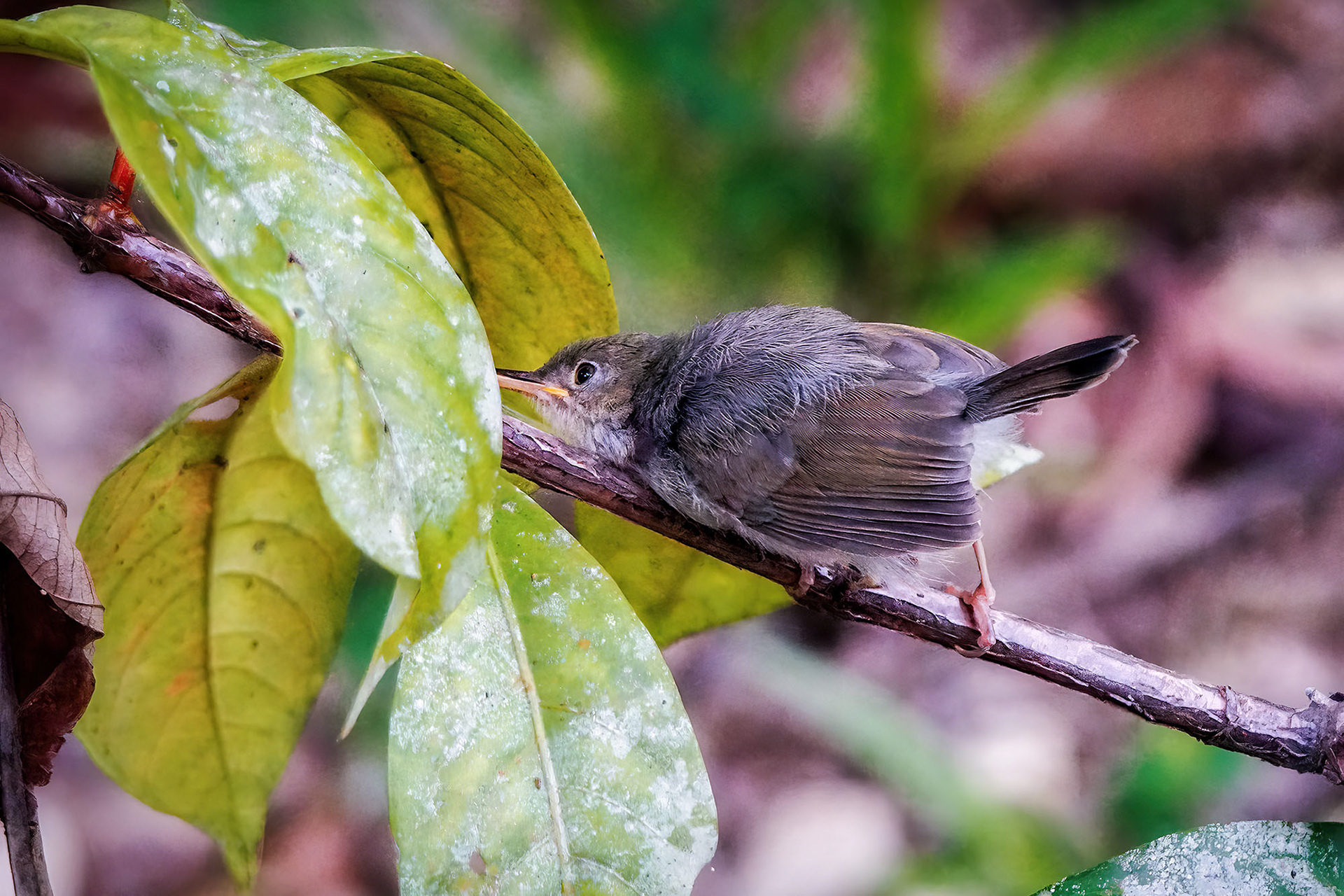 Grauschneidervogel (juvenile)