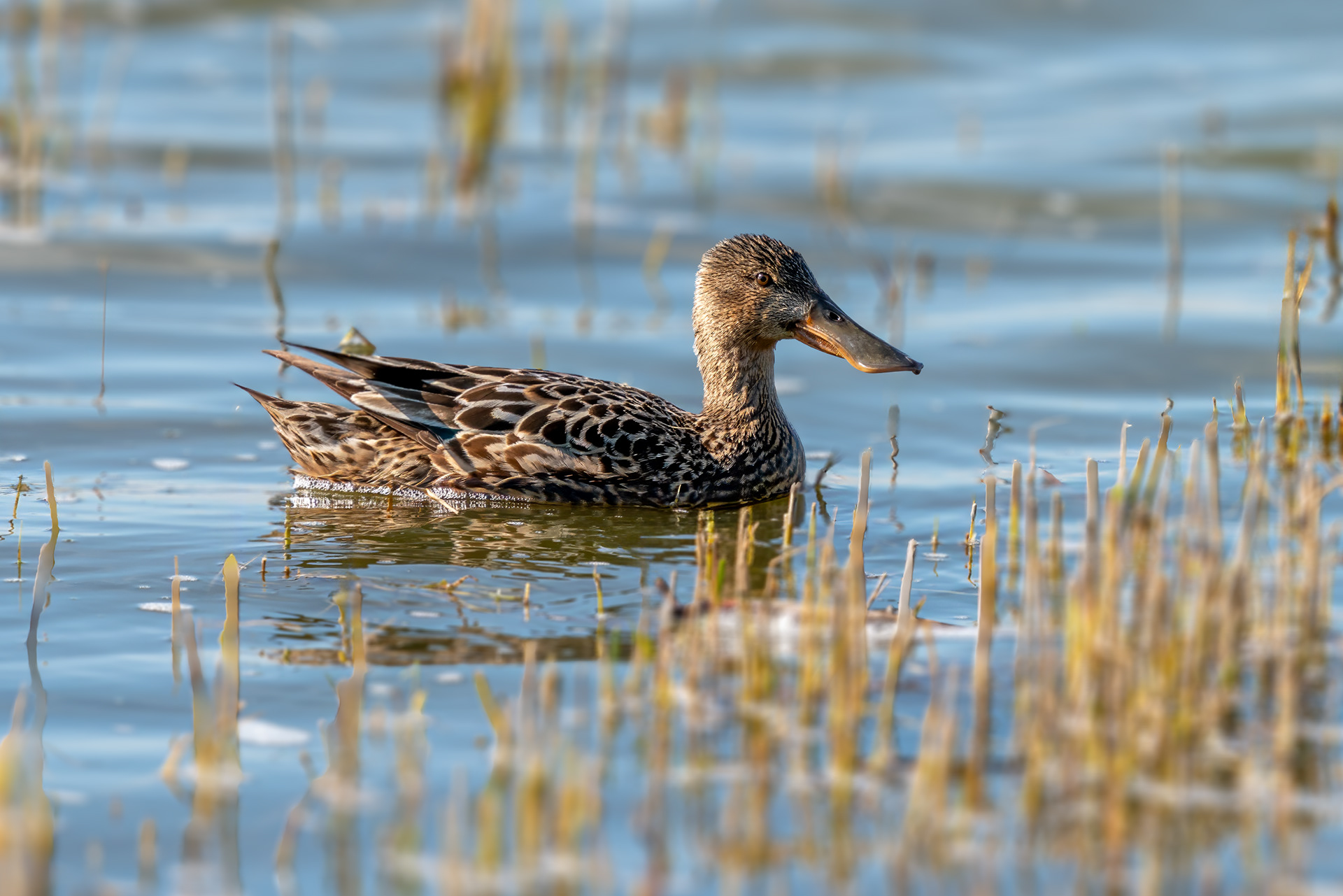 Löffelente, female