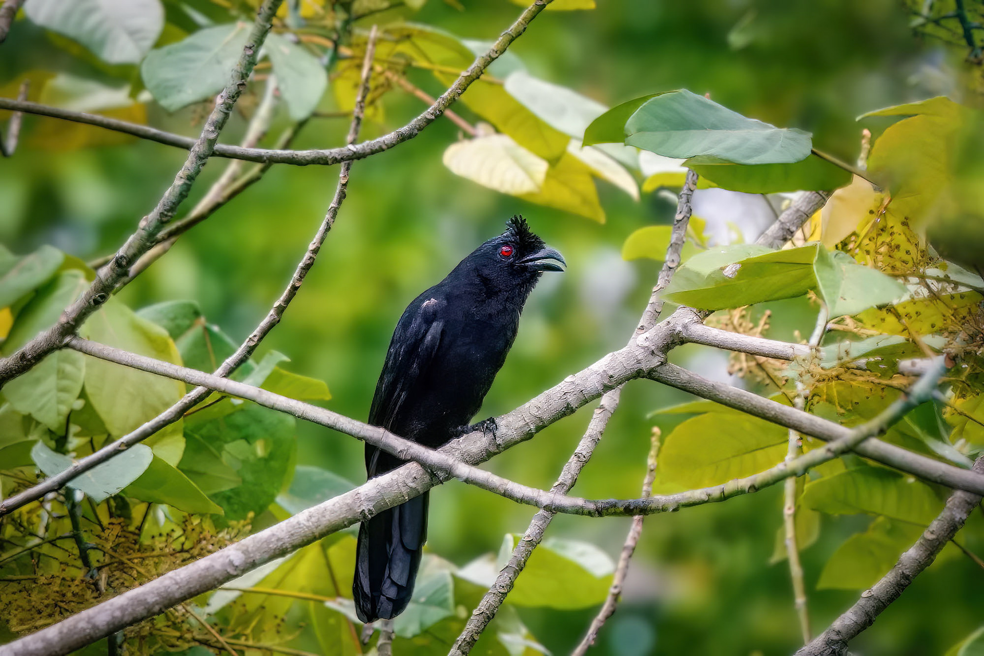 Trauerelster / Black-crested Magpie