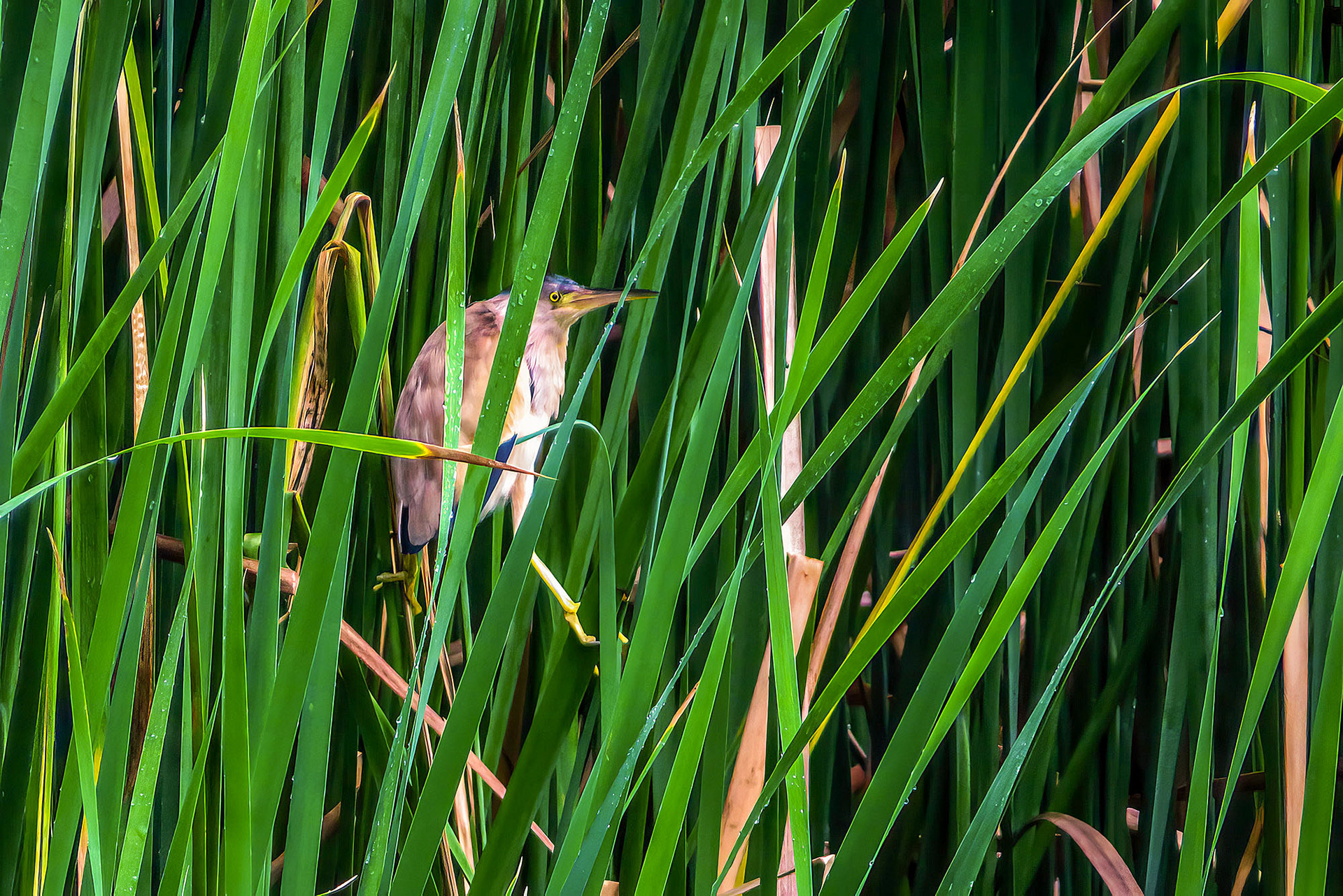 Chinadommel / yellow bittern