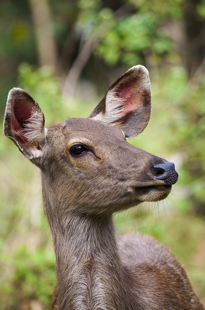 Sambar Weibchen