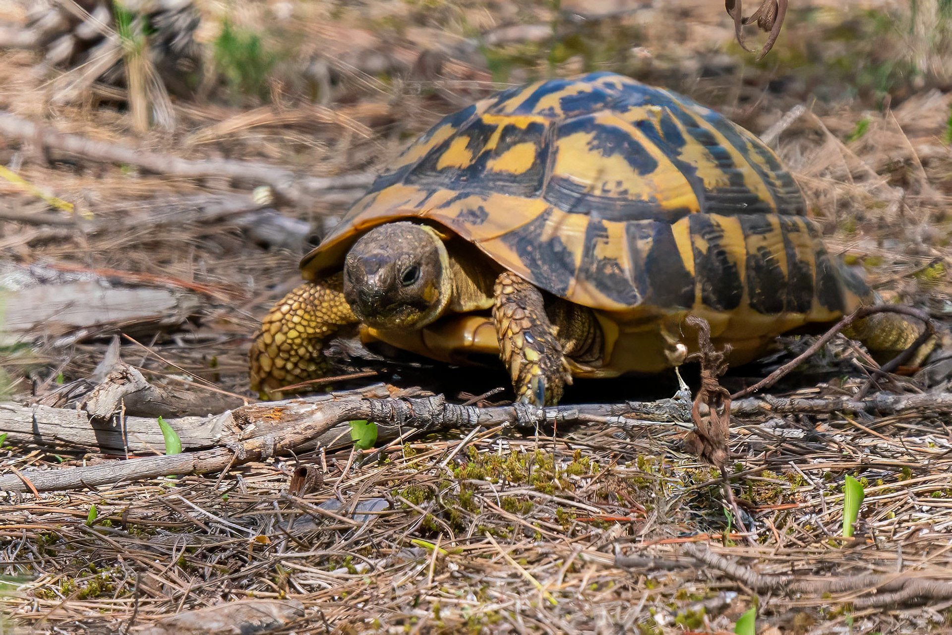 Griechische Landschildkröte