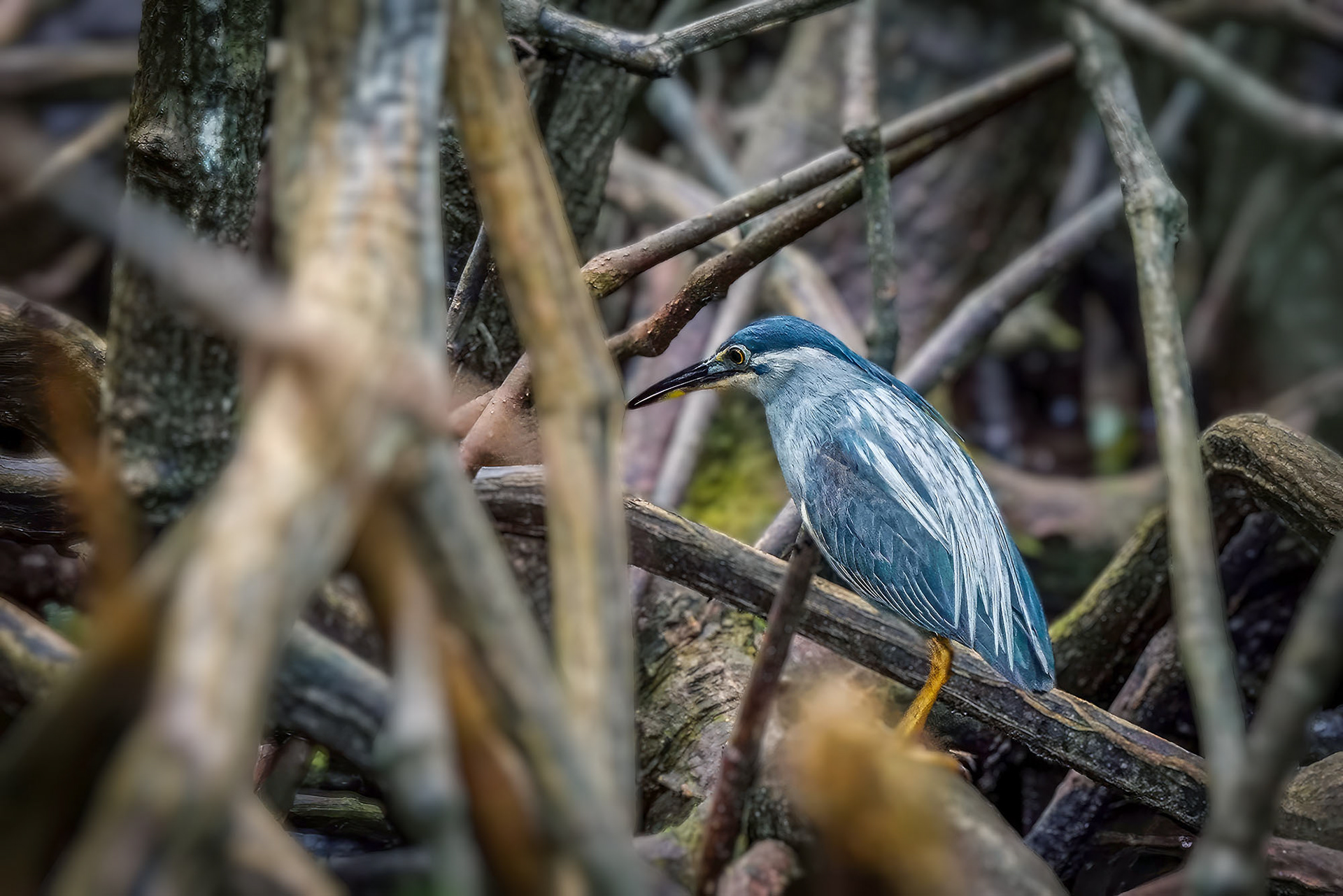 Mangrovereiher / striated heron