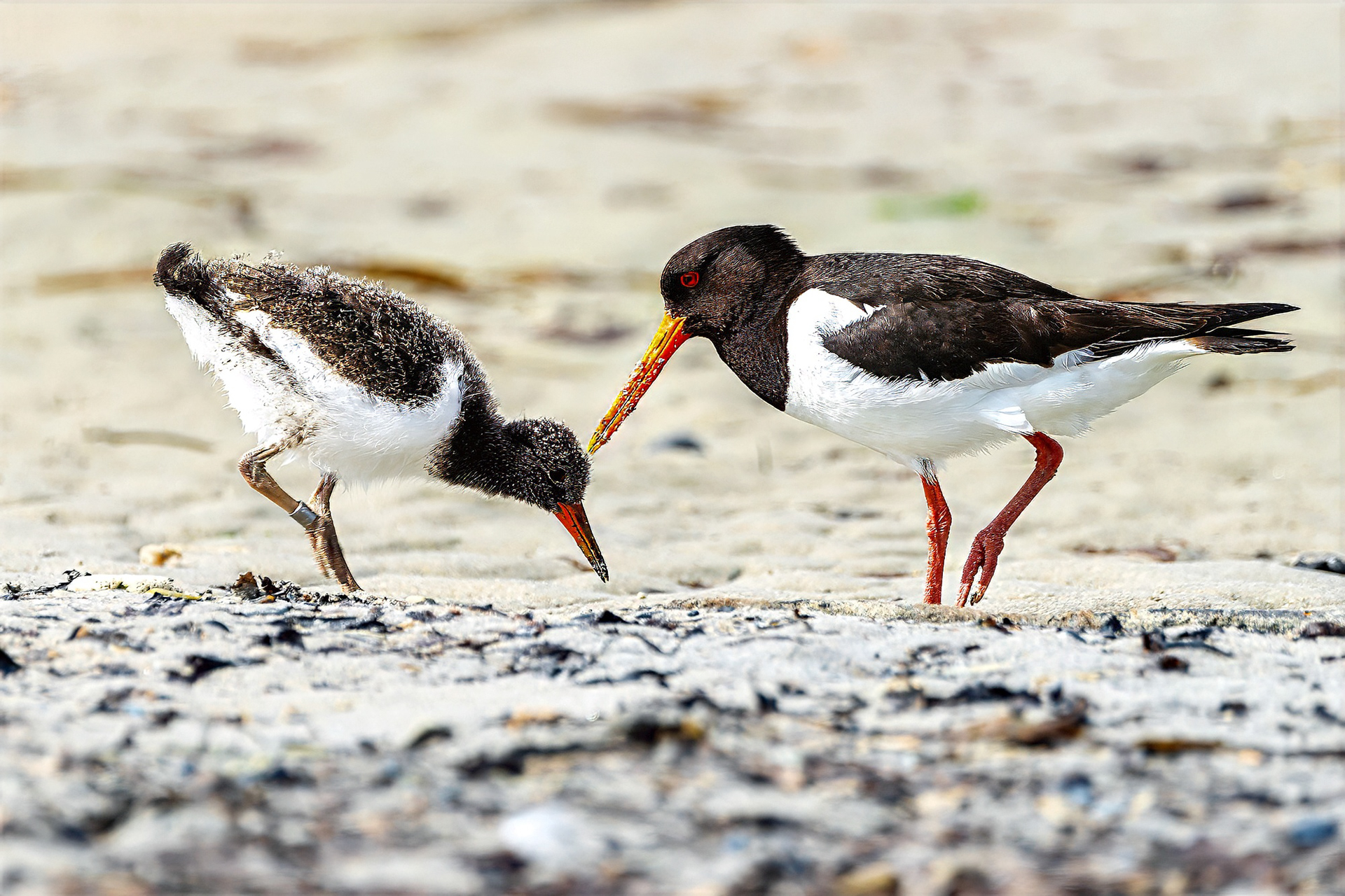 Austernfischer, juvenile & adult
