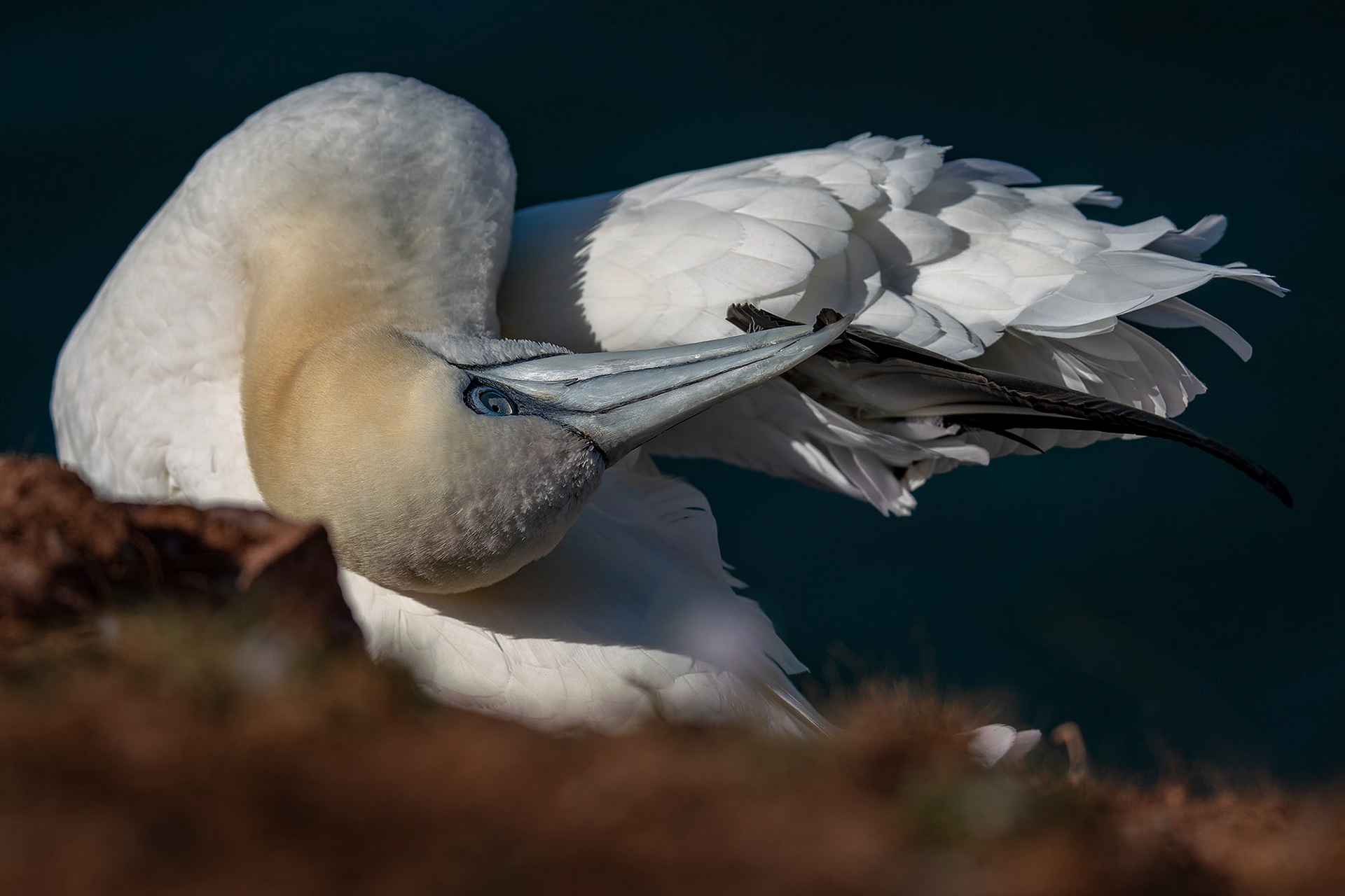 Basstölpel bei der Gefiederpflege
