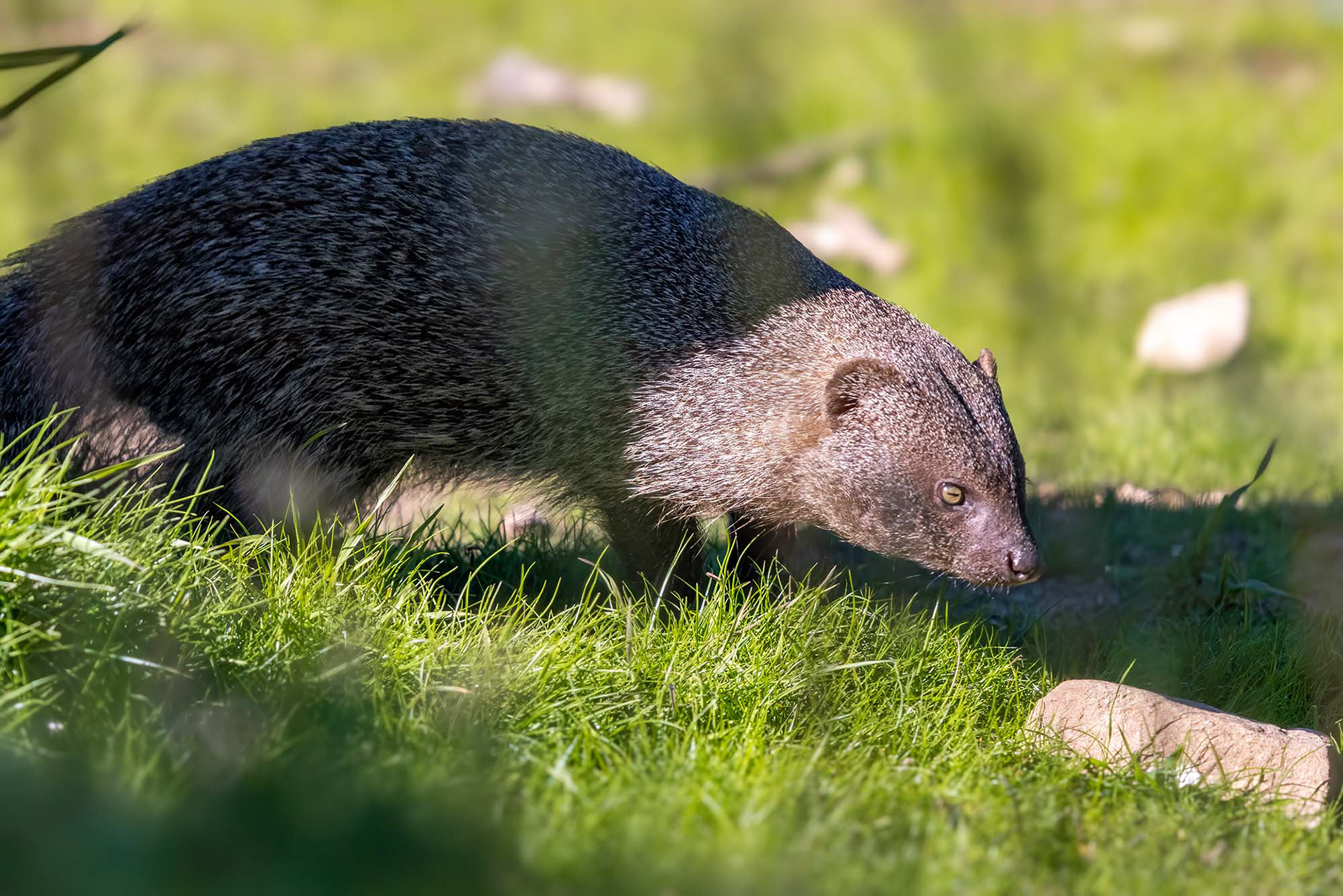 Ichneumon, auch bekannt als Ägyptischer Mungo oder Buschteufel