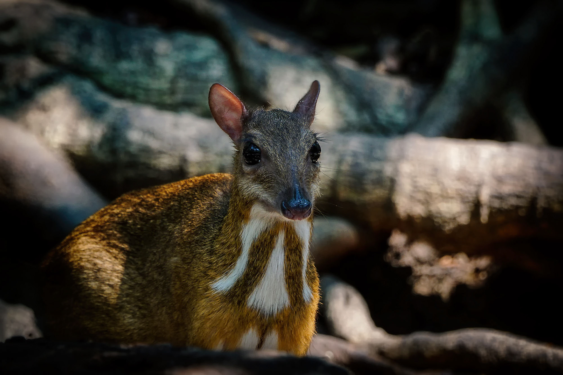 female