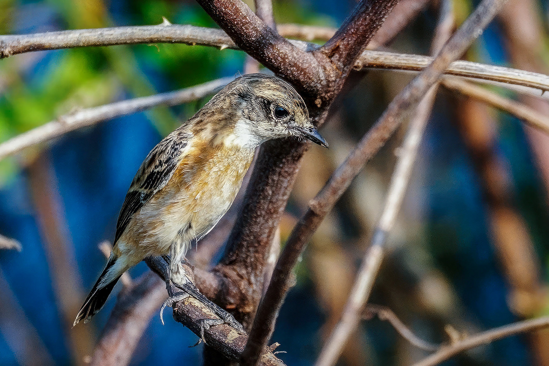 Stejneger-Schwarzkehlchen (Saxicola stejnegeri)