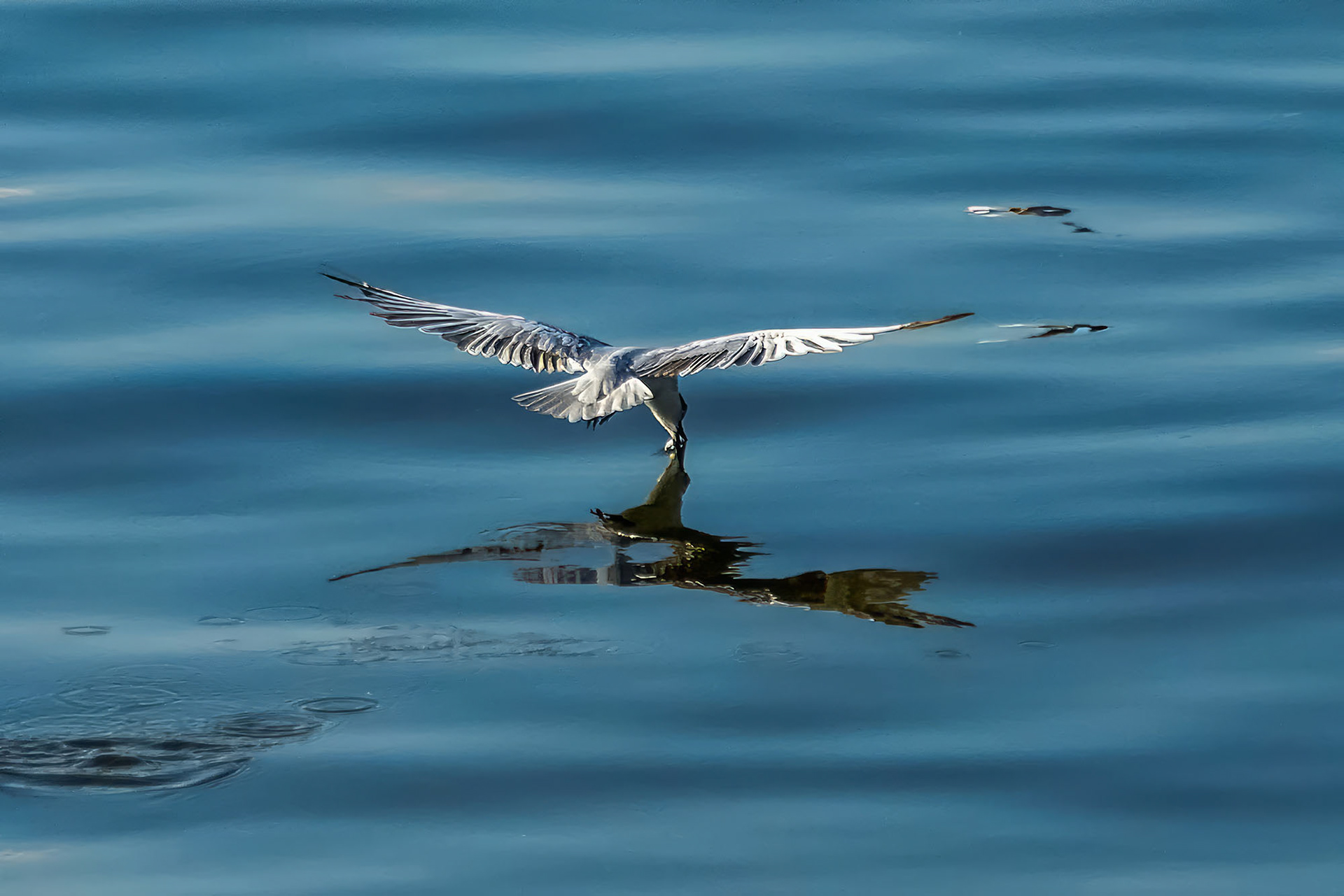 Weißbart-Seeschwalbe / whiskered tern