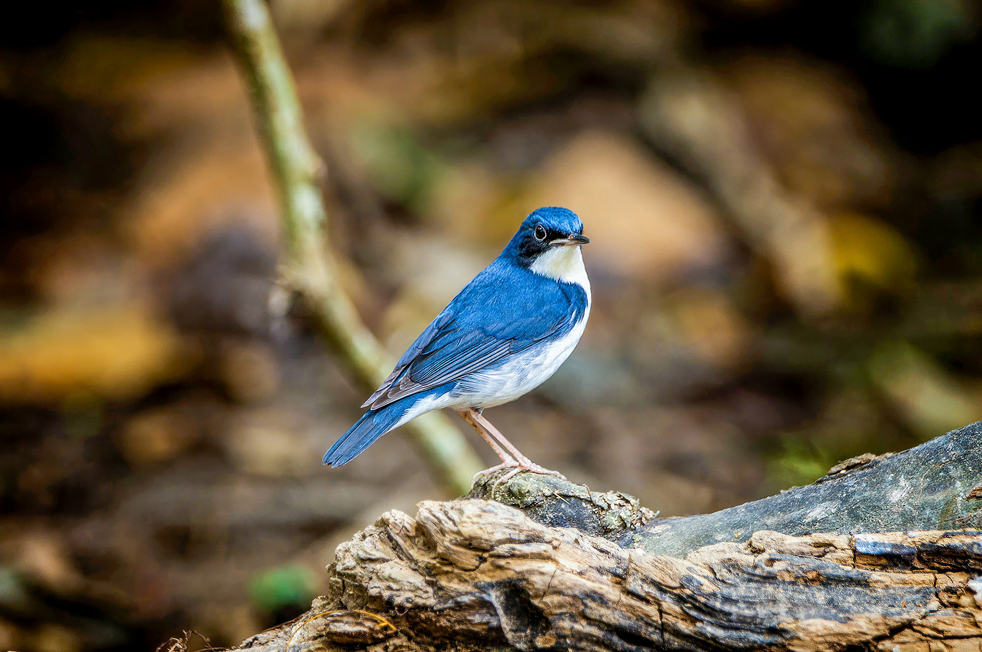 Blaunachtigall (M) / Siberian Blue Robin