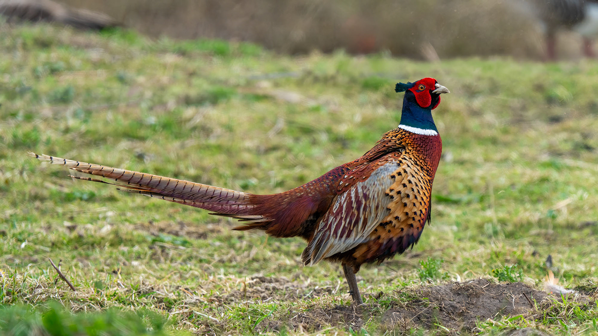 Jagdfasan