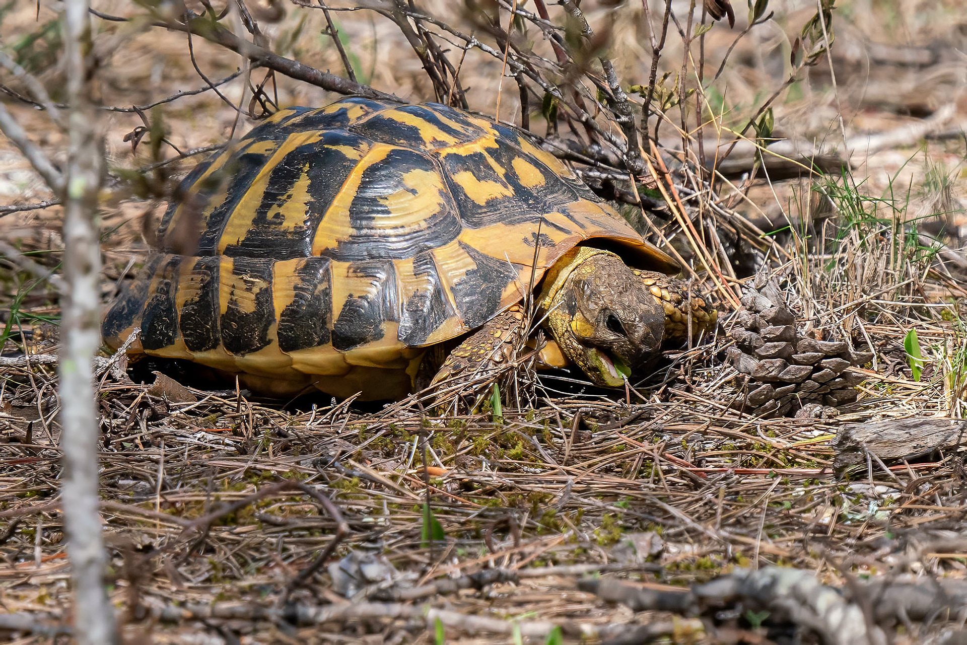 Griechische Landschildkröte