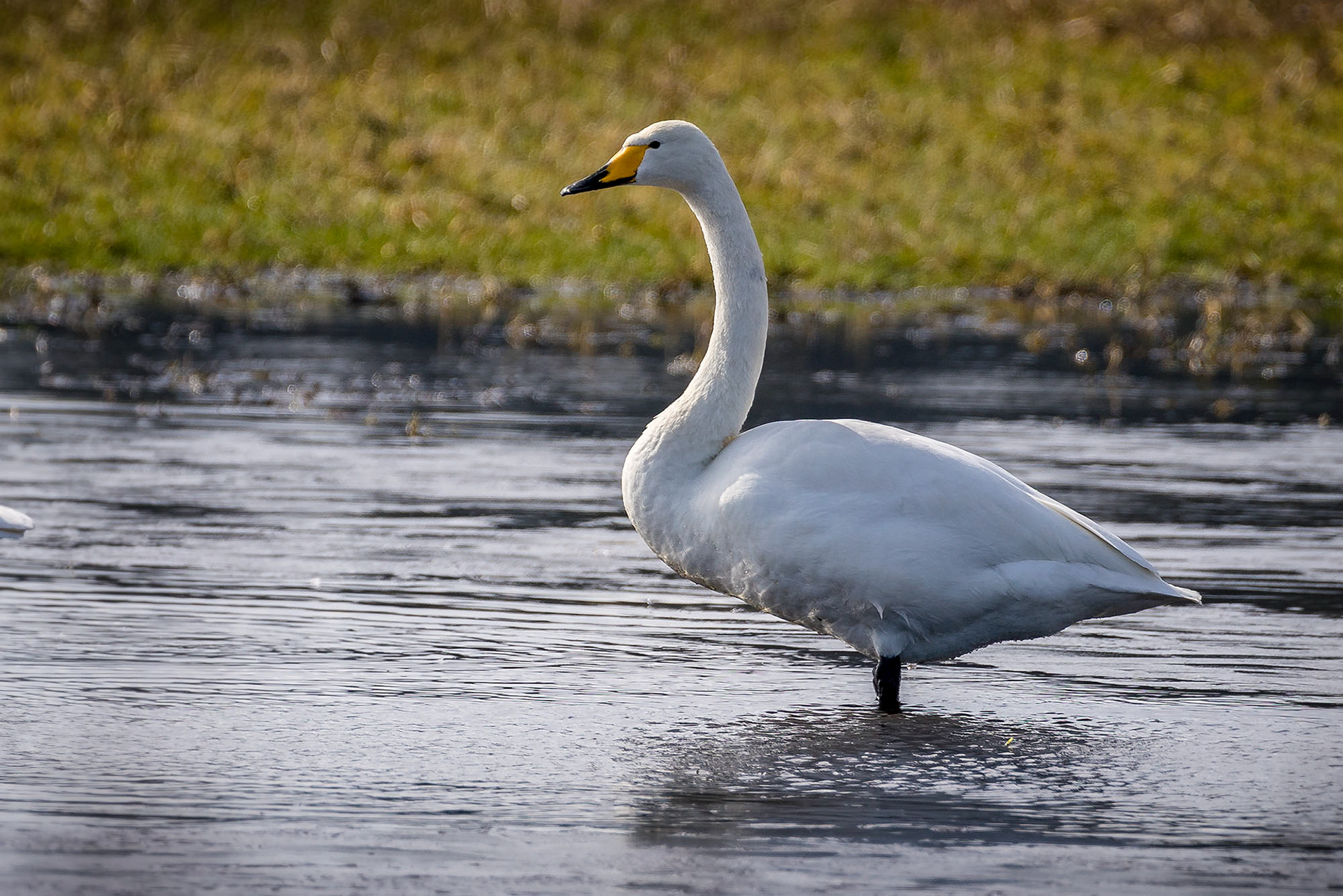 Singschwan