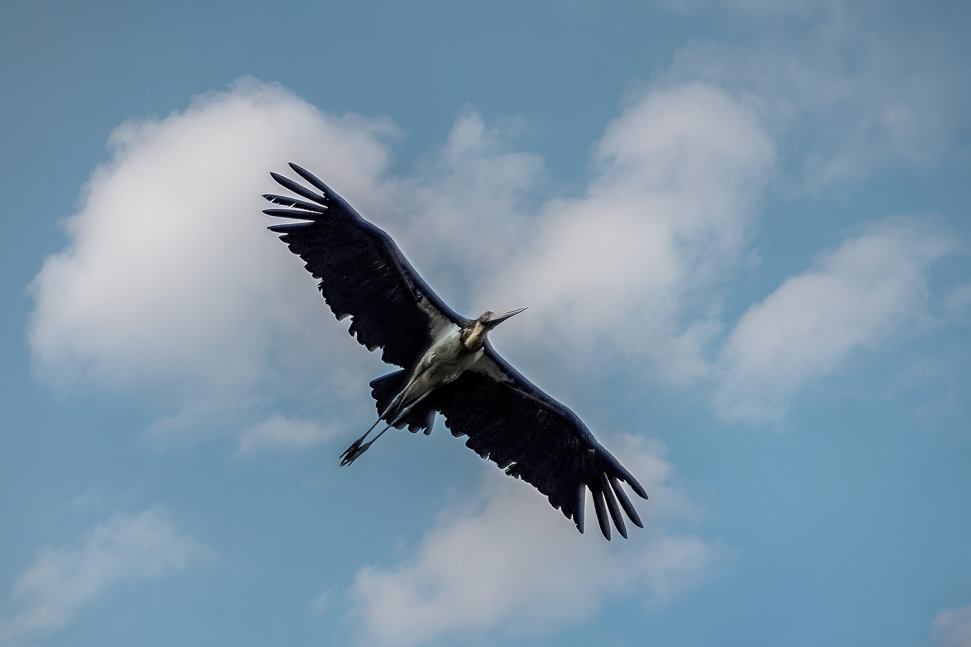 Sundamarabu / lesser adjutant