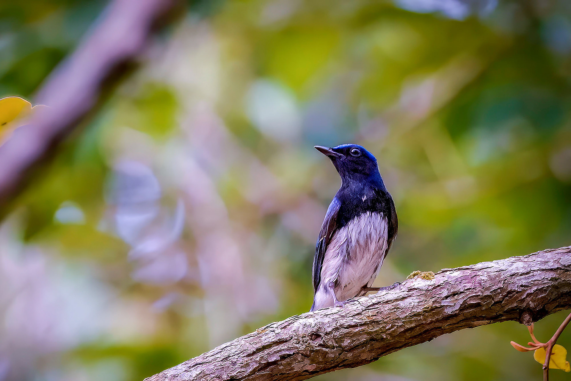 Blauschnäpper - Japanschnäpper (M) / Blue-and-white Flycatcher