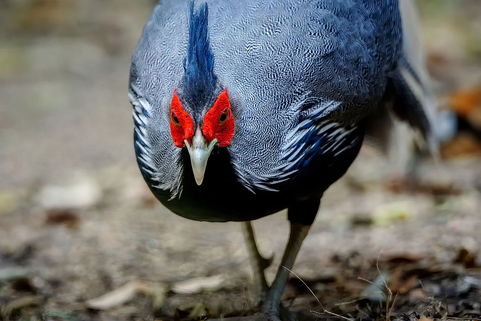 male