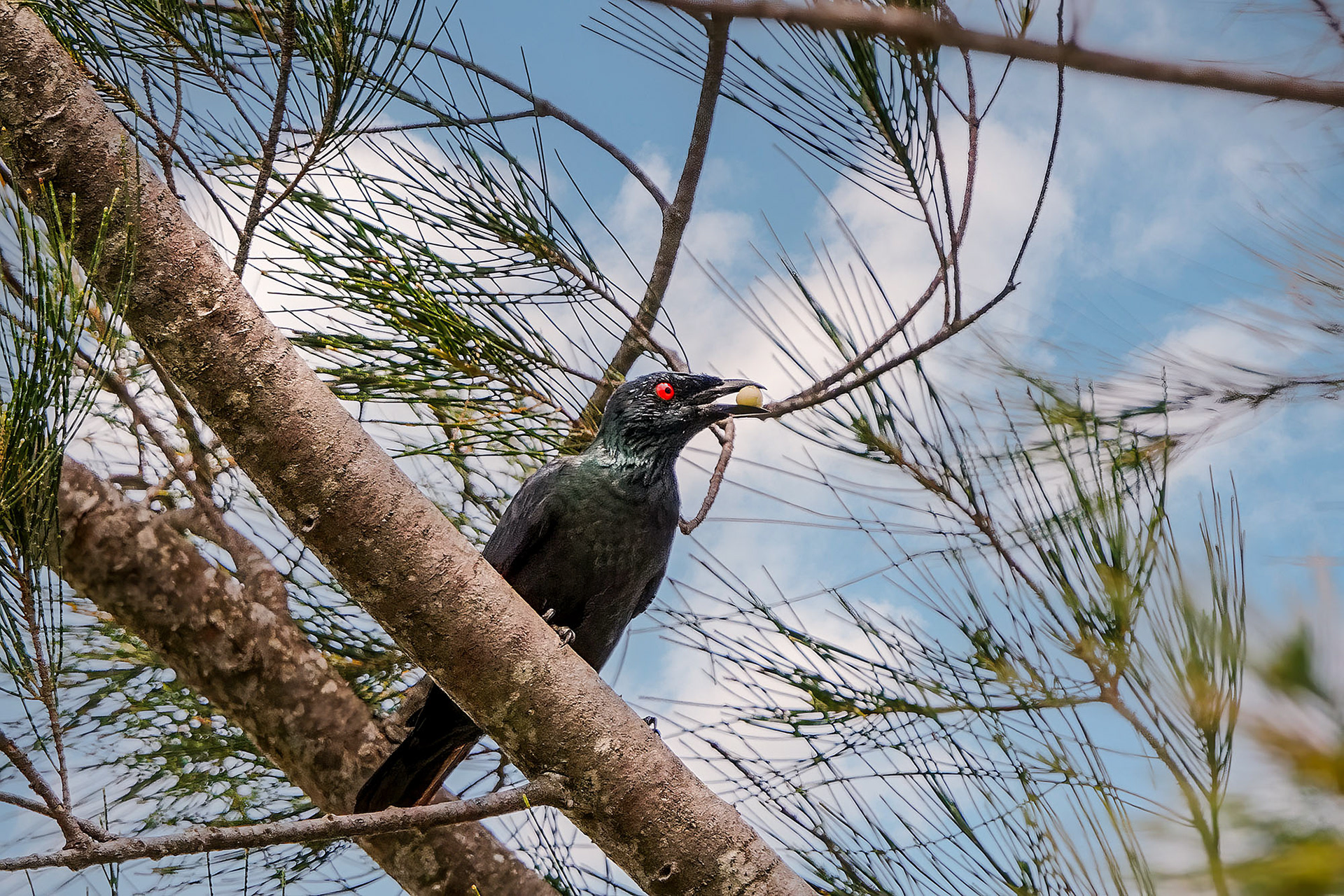 Malaienstar (adult) / Asian glossy starling