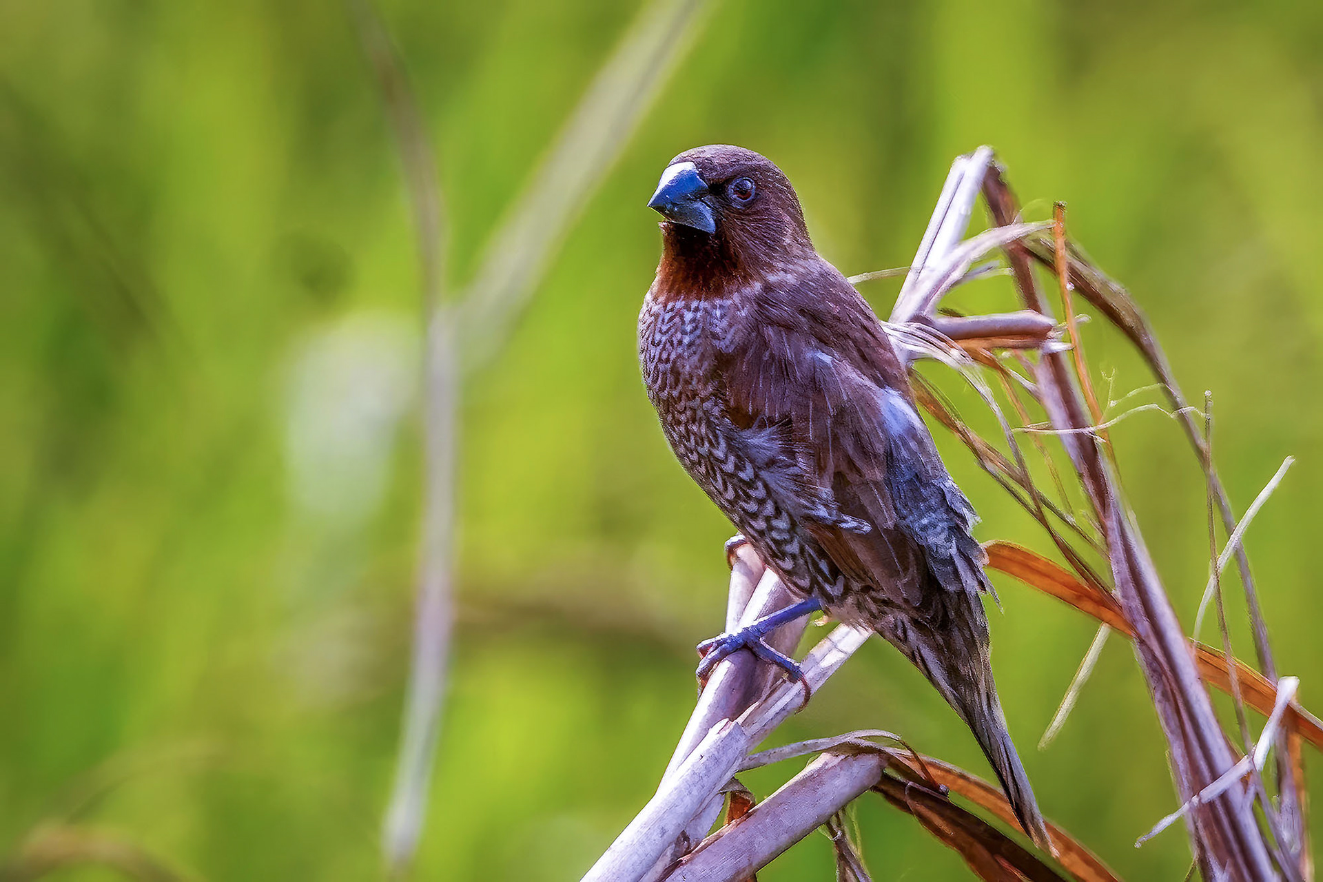 Muskatbronzemännchen