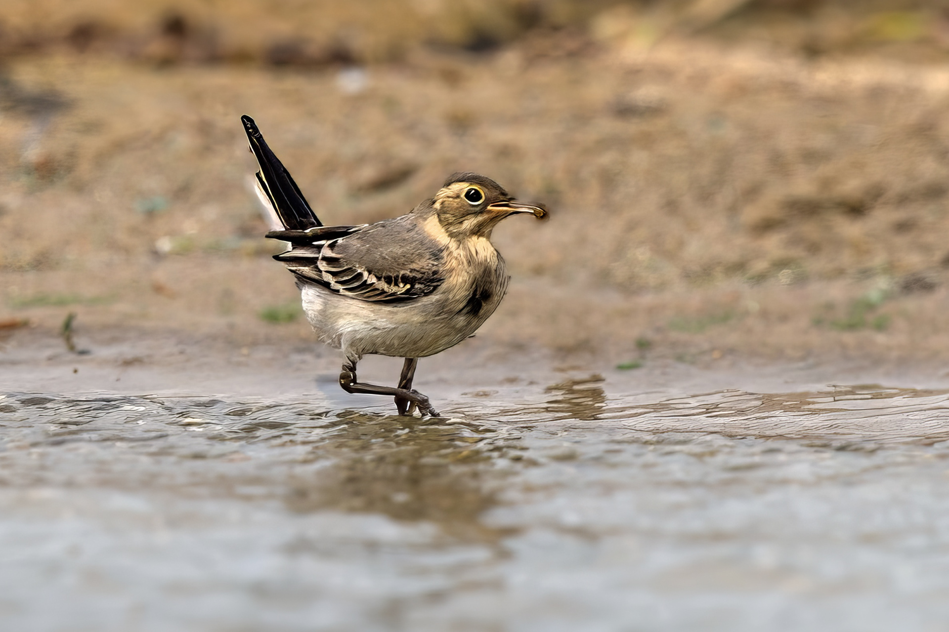 Bachstelze (juvenile)