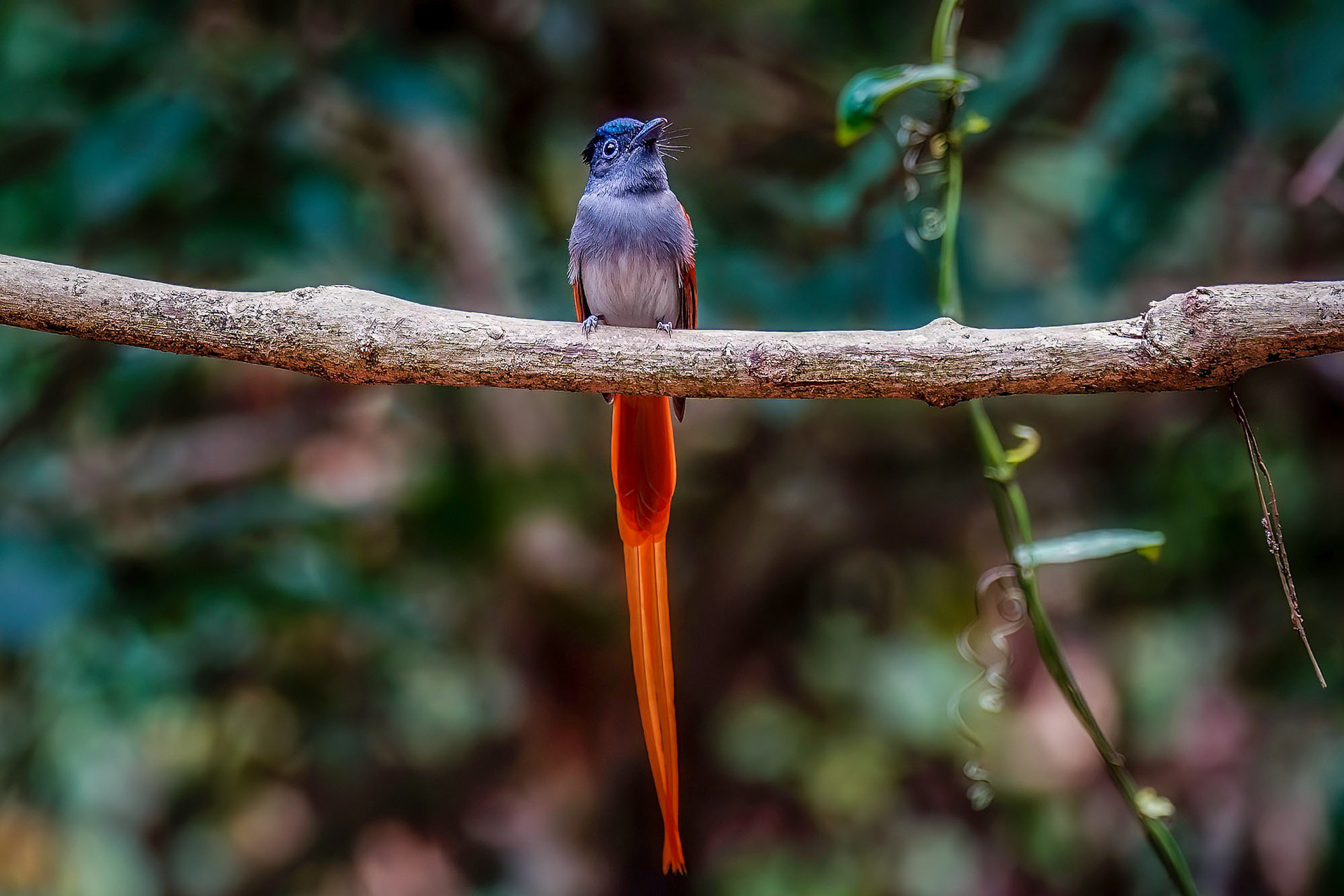 Asiatischer Paradiesschnäpper - Hainparadiesschnäpper (M) / Asian Paradise Flycatcher