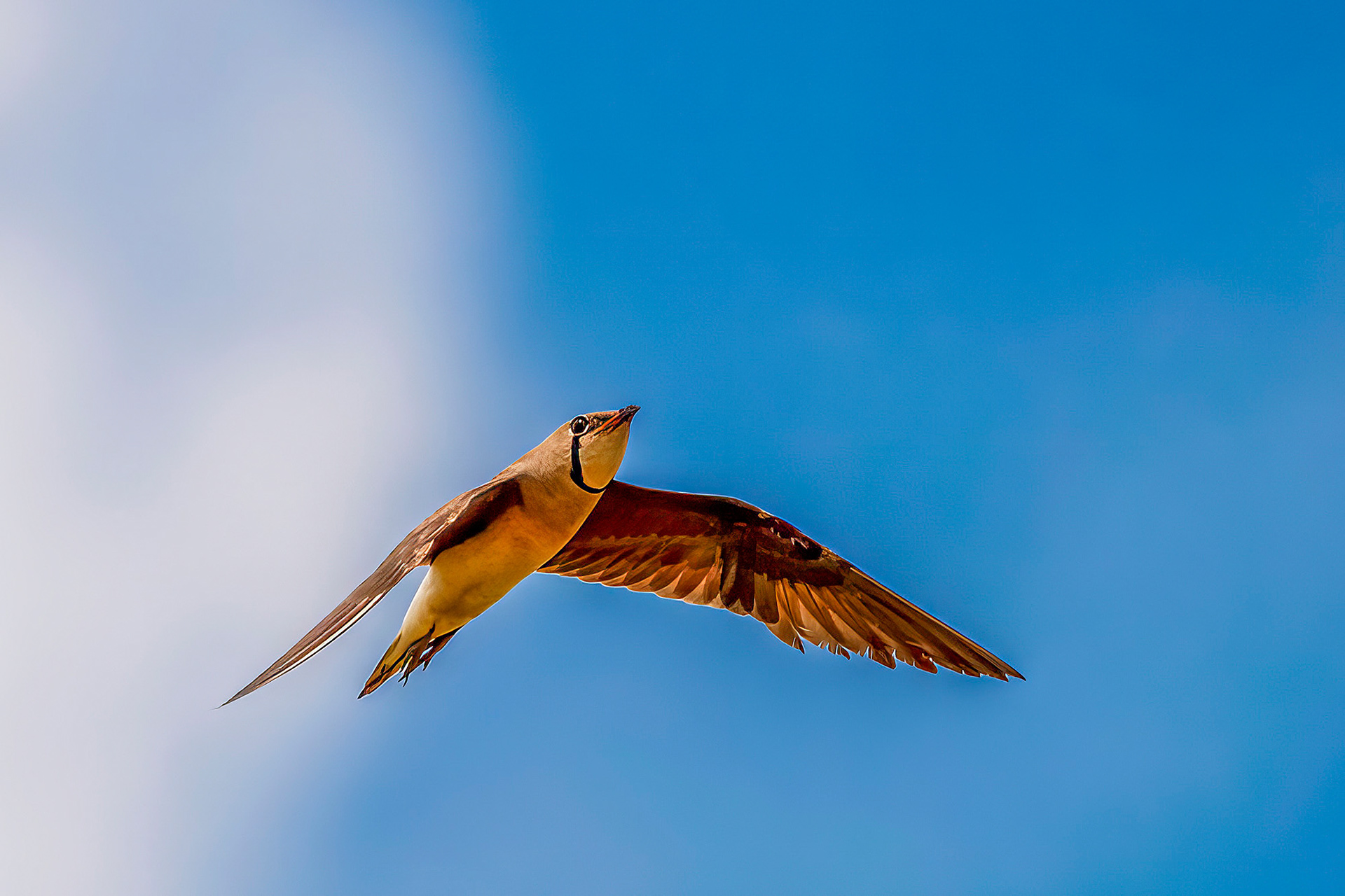Orientbrachschwalbe /  oriental pratincole