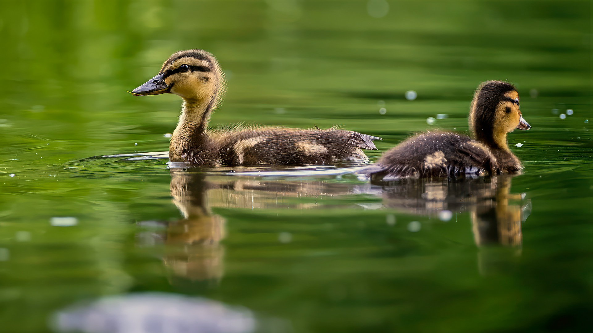Stockente, juvenile