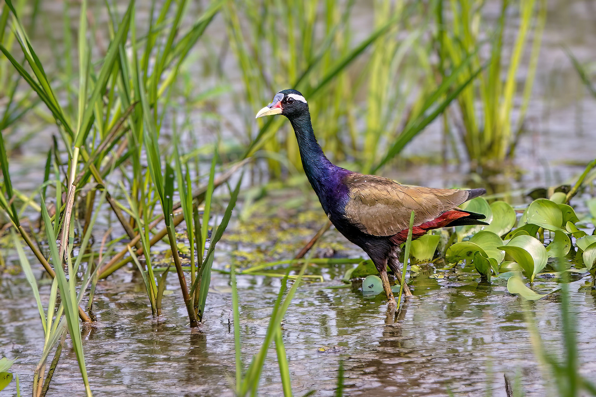 Bronzeblatthühnchen / bronze-winged jacana