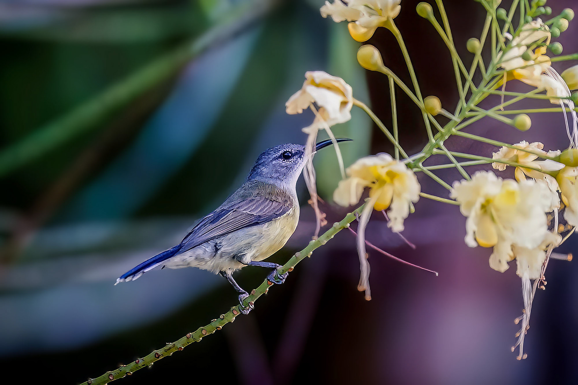 female