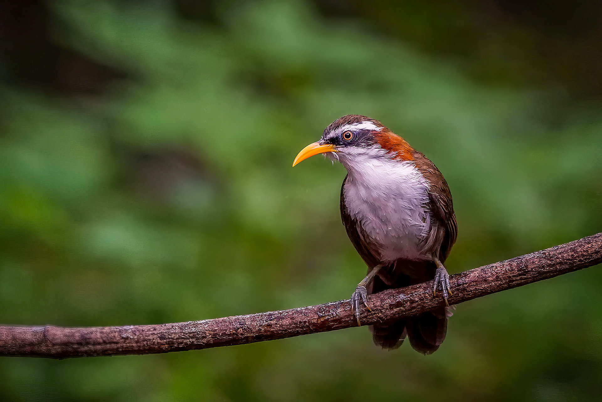 Himalajasäbler / White-browed Scimitar-babbler