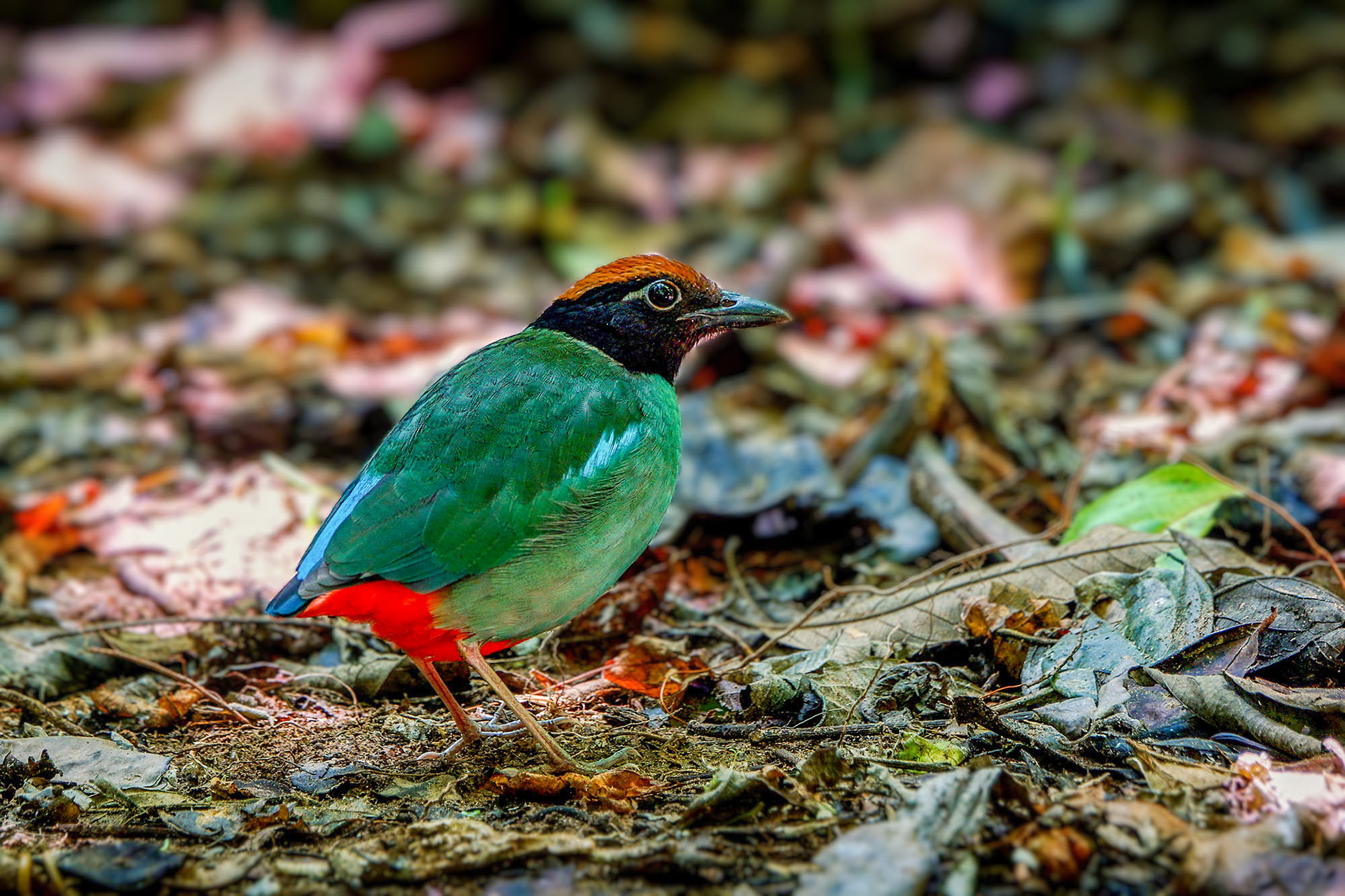 pitta sordida