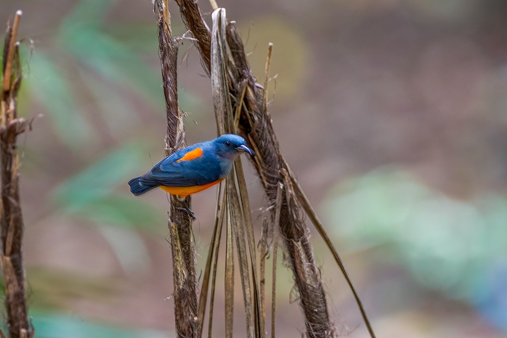 Orangenbauch-Mistelfresser / orange-bellied flowerpecker