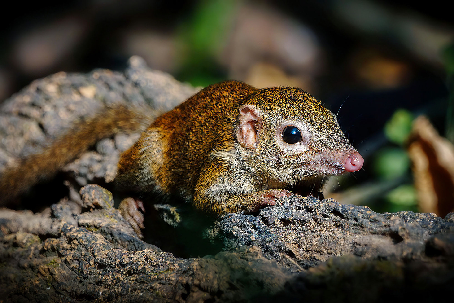 Nördliches Spitzhörnchen