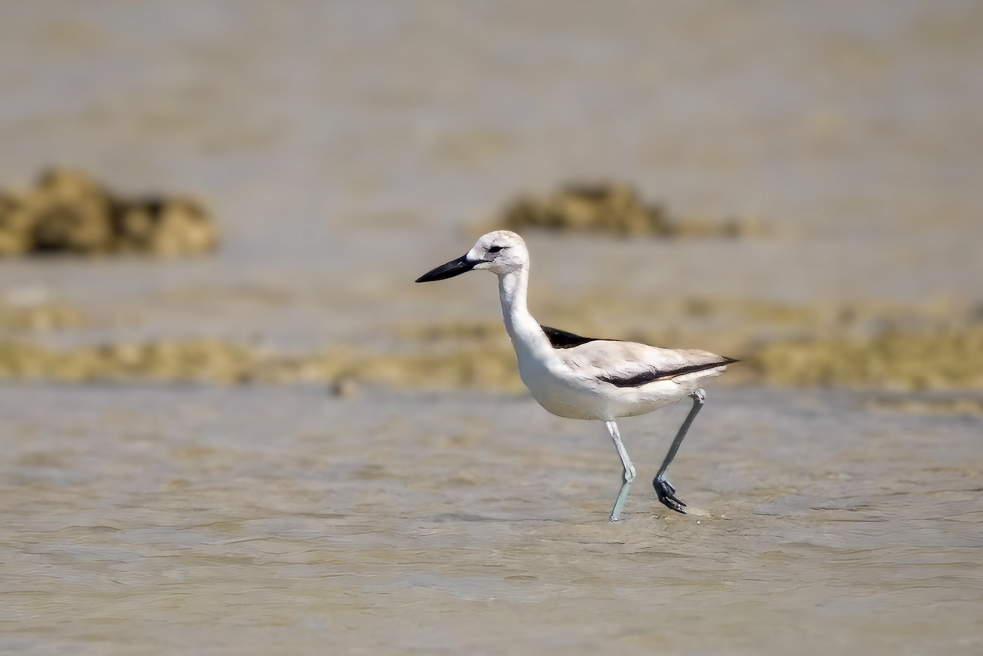 Reiherläufer / crab-plover
