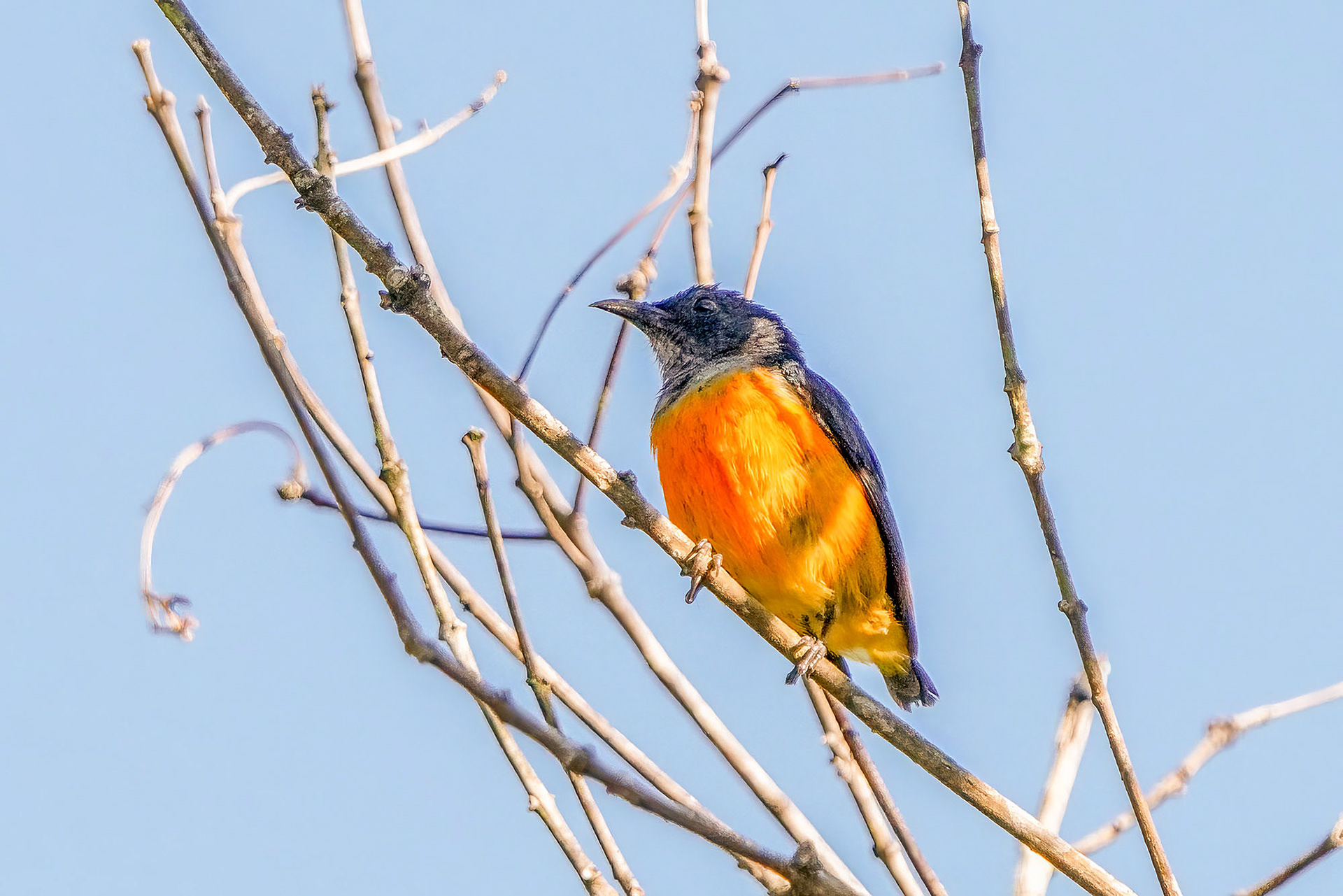 Orangenbauch-Mistelfresser / orange-bellied flowerpecker